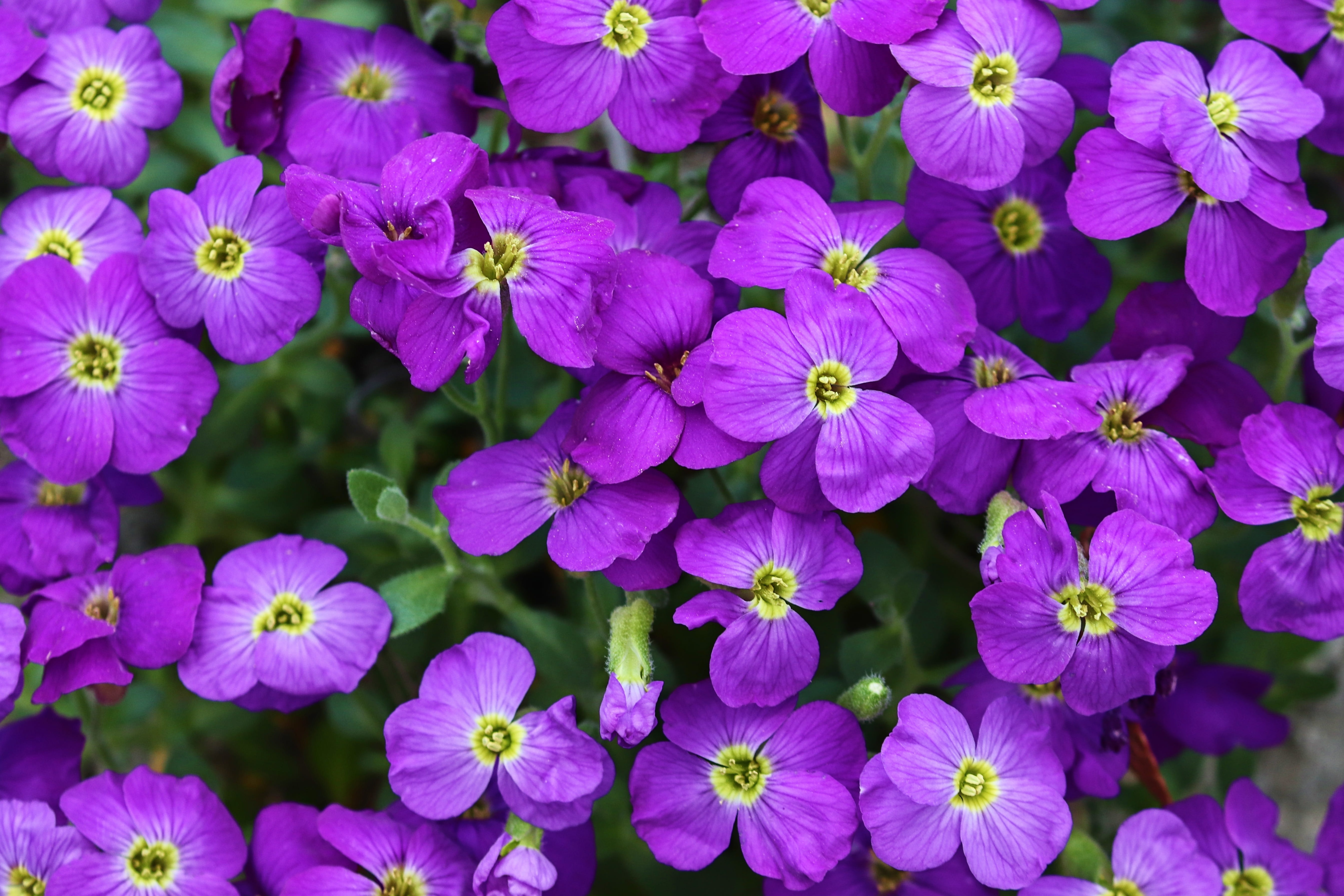 spring, no people, garden blue cushions, petal, blue pillow, flowering plant, inflorescence, aubrietien flowers, botany, cushion plant, nature, flower, HD Wallpaper