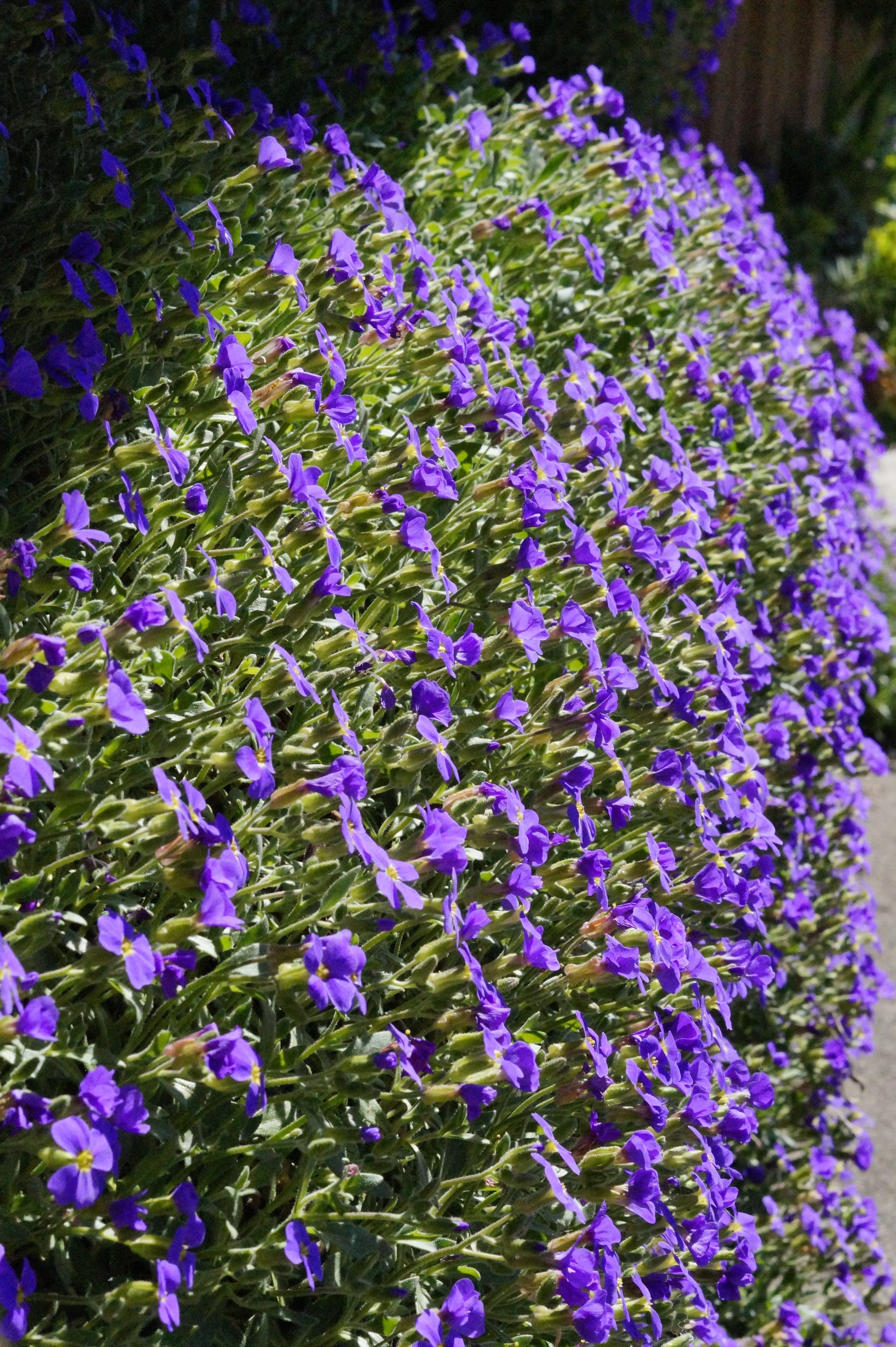 no people, botany, cushion plant, stone garden, blütenmeer, purple, garden, violet, ornamental plants, beautiful, flower head, plant, blossom, beauty in nature, Phone HD Wallpaper
