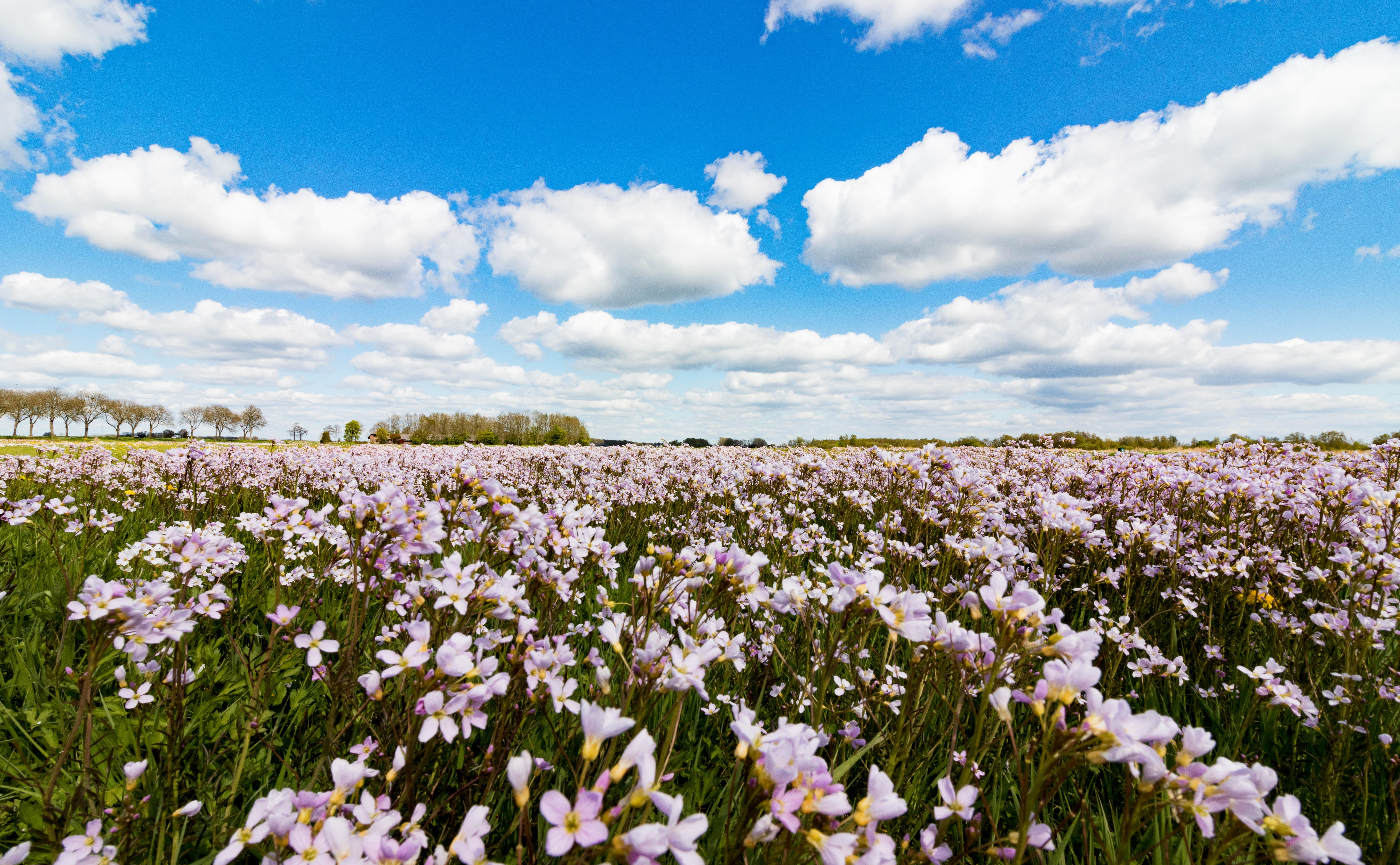 vulnerability, landscape, scenics - nature, netherlands, 5K, no people, field, flower, springtime, freshness, outdoors, beauty in nature, flower head, HD Wallpaper