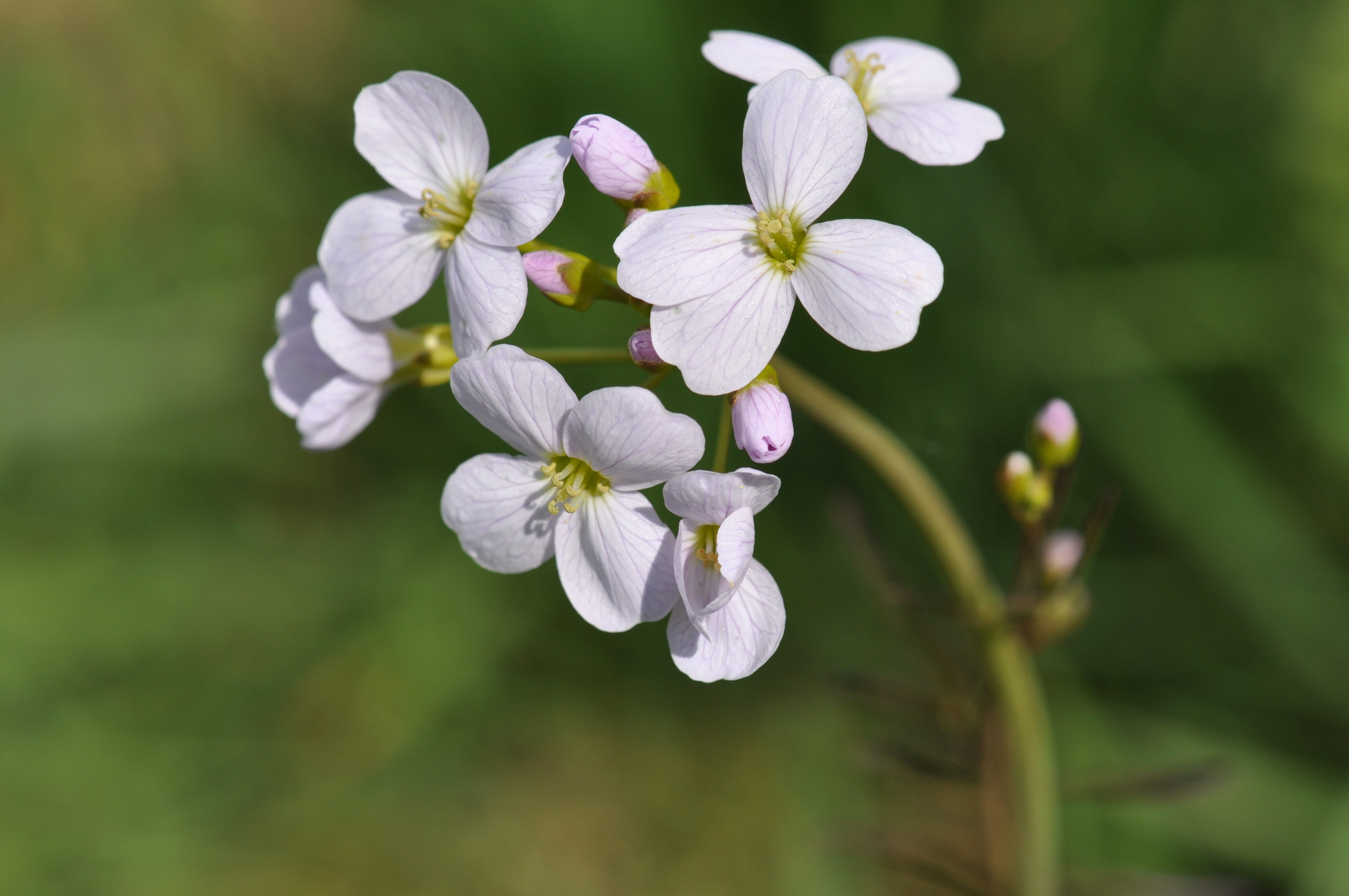 outdoors, selective focus, no people, 4K, growth, freshness, fragility, inflorescence, flowers, springtime, cuckoo, day, nature, petal, pink, bloom, pollen, HD Wallpaper
