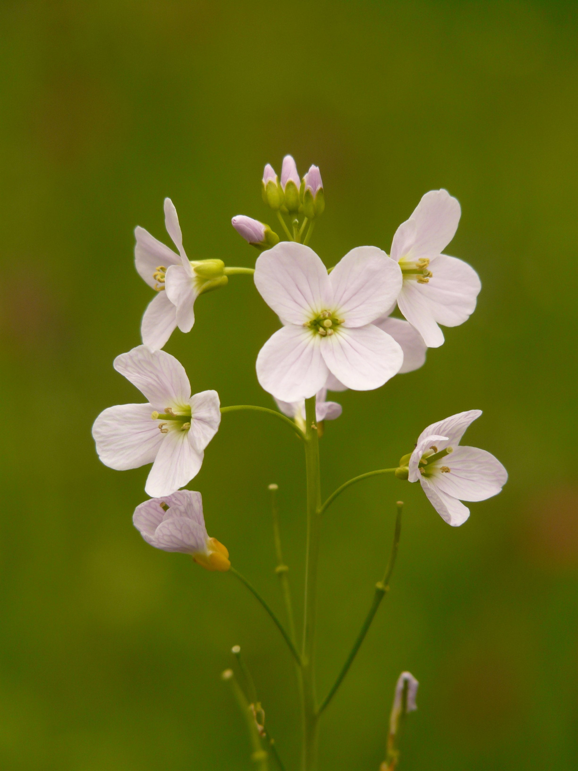 petal, fragility, macro, meadow, freshness, flower, 2K, close, beauty in nature, garden, day, smock, growth, cuckoo flower, botany, white color, spring, Phone HD Wallpaper