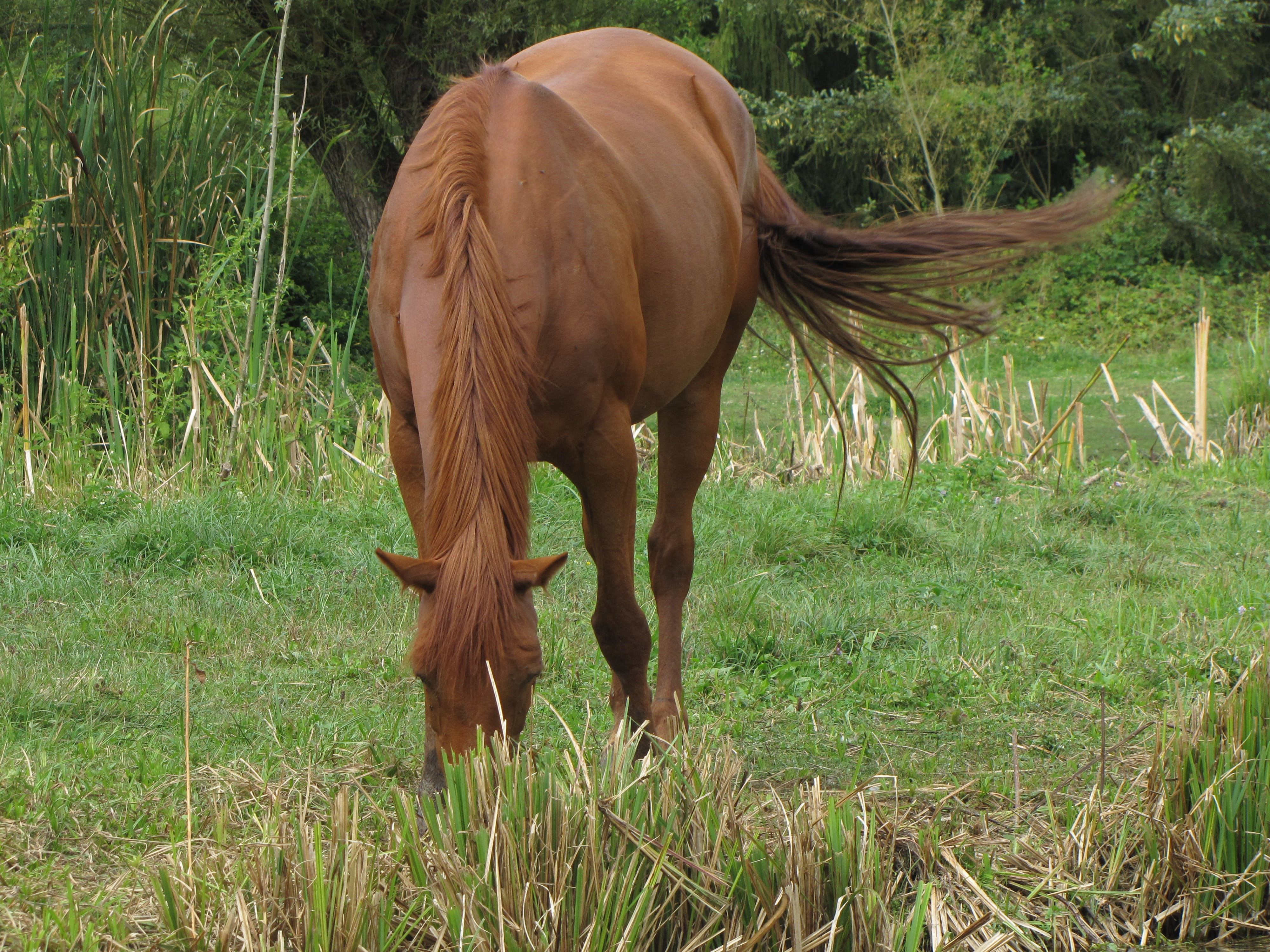 no people, nature, domestic, land, animal wildlife, pets, grazing, animal, horse, green color, 4K, mammal, vertebrate, grass, one animal, field, agriculture, HD Wallpaper