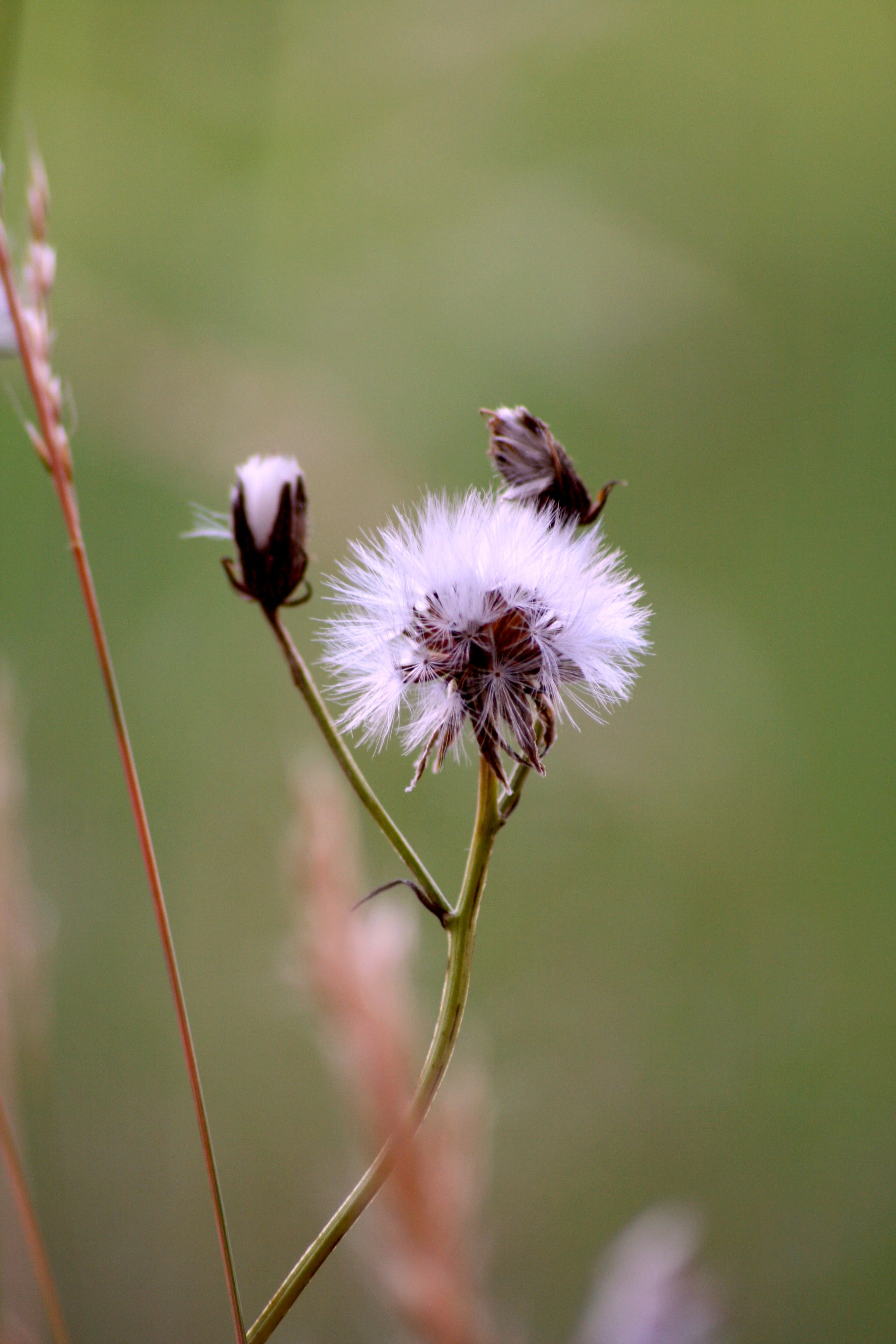 nature fields, fragility, vulnerability, flowering, sun, insect, field, beauty in nature, summer flowers, prairie, animal wildlife, thistle, pollination, Phone HD Wallpaper