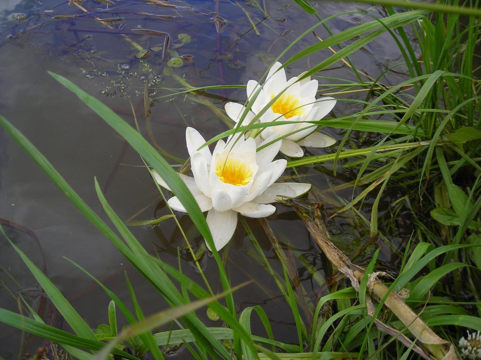 petal, grass, water lilies, flower, freshness, outdoors, growth, day, blossom, summer, vulnerability, crocus, inflorescence, season, single Flower, plant part, HD Wallpaper