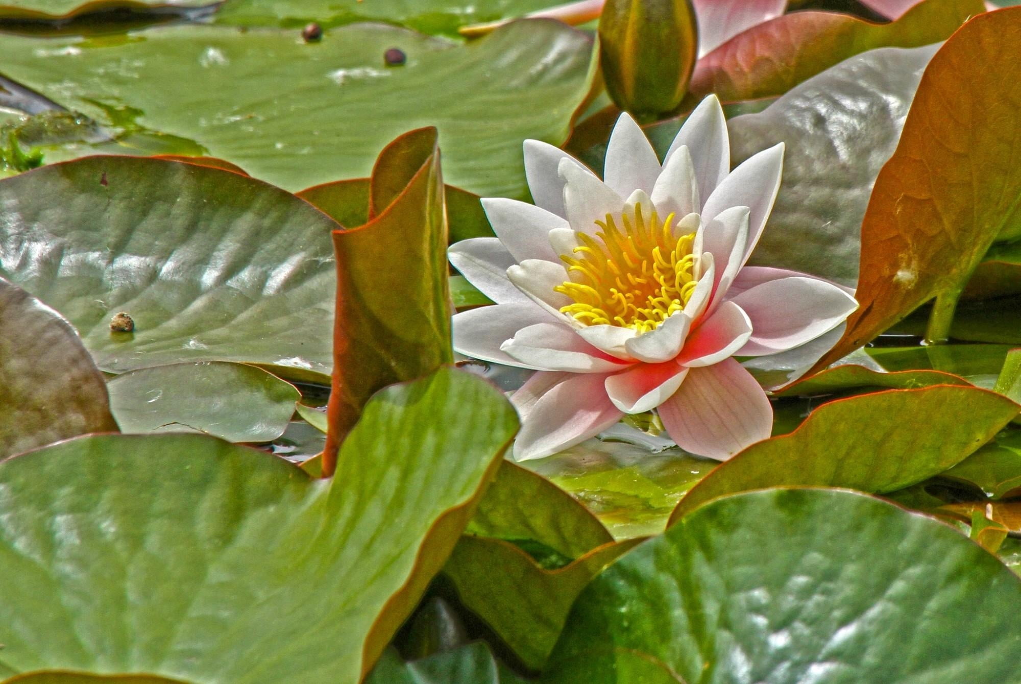 flower, lotus, beauty in nature, nature, 1080P, leaf, vulnerability, herbs, day, fragility, flowering plant, plant part, leaves, outdoors, growth, flower head, HD Wallpaper