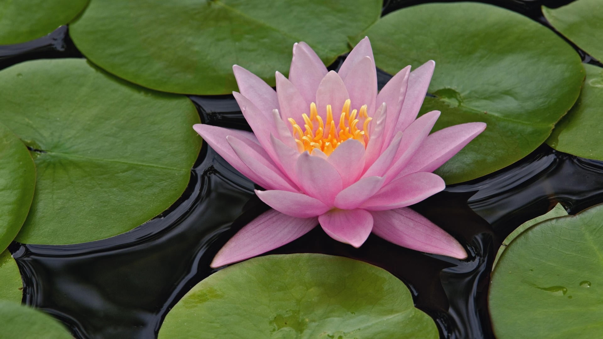 summer, backgrounds, pond, flower Head, beauty In Nature, tropical Climate, botany, plant, lotus, purity, freshness, water Garden, lake, pink Color, flowering plant, HD Wallpaper