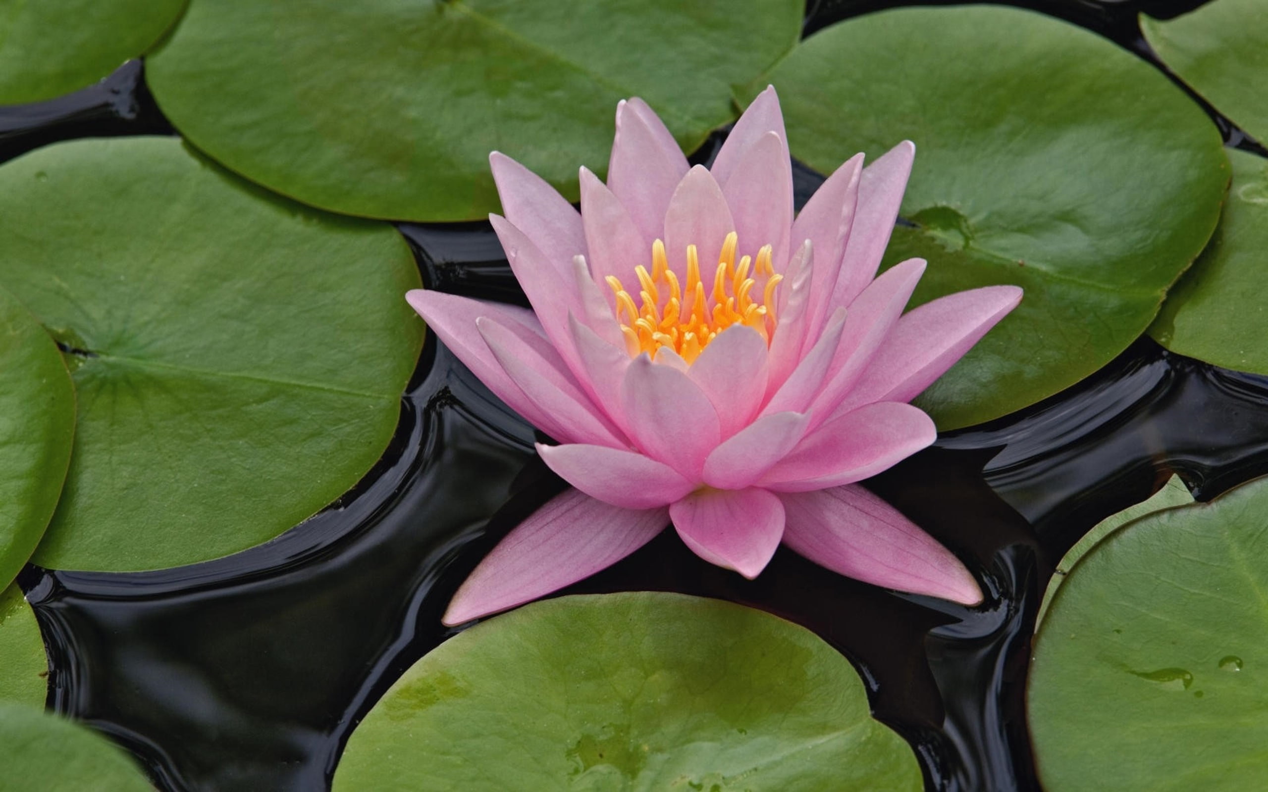 ultra, mud, herbs, hd, lily, leaves, water, 2K, HD Wallpaper