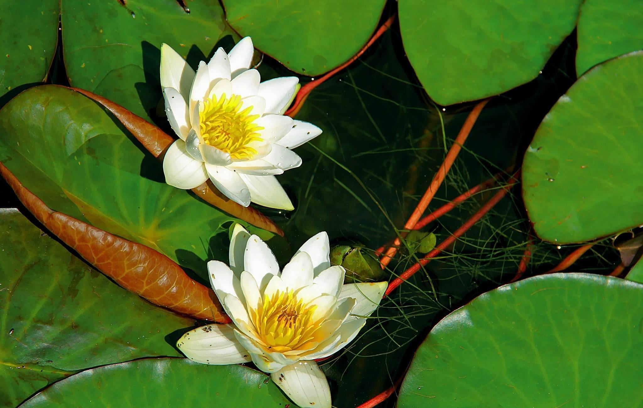flowering plant, floating on water, pollen, petal, freshness, aquatic, summer, water Lily, tropical Climate, flowers, flower, 1080P, white color, day, HD Wallpaper