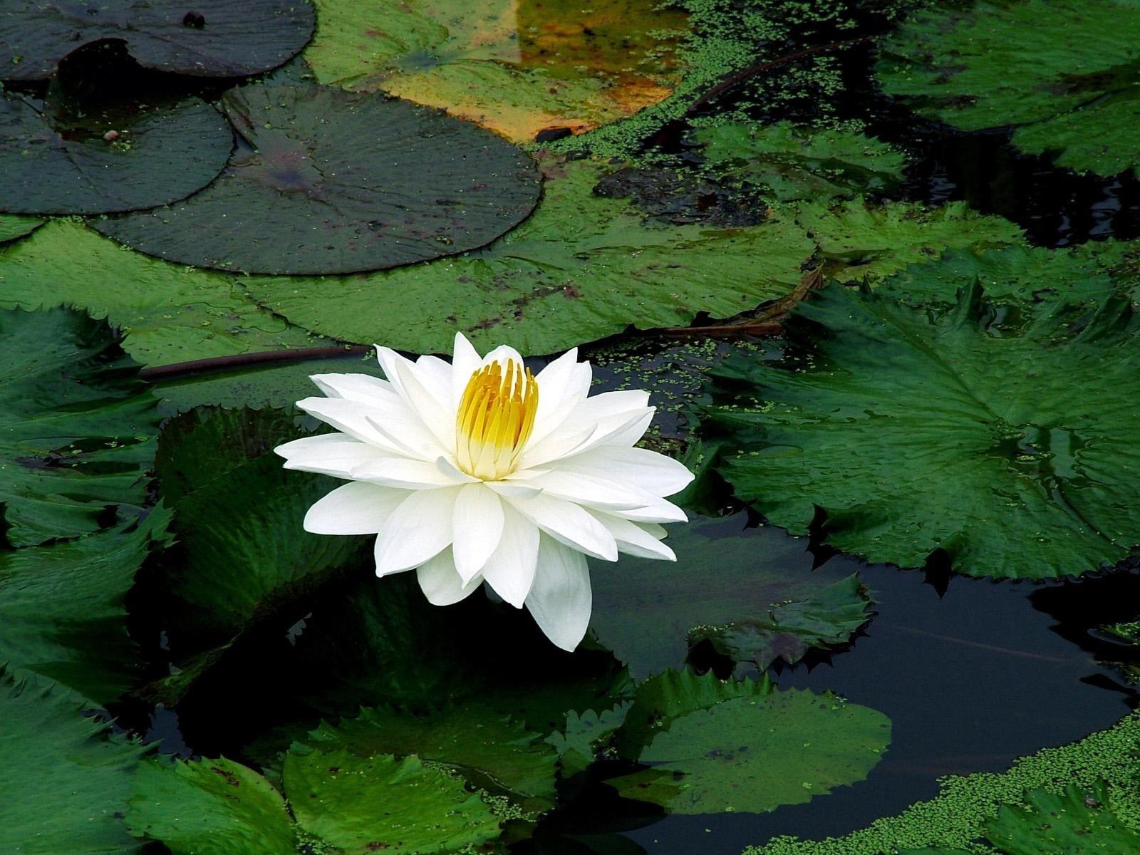 no people, 720P, water Lily, purity, leaf, lily, yellow, plant part, floating On Water, close-up, water, herbs, flowering plant, floating, vulnerability, HD Wallpaper