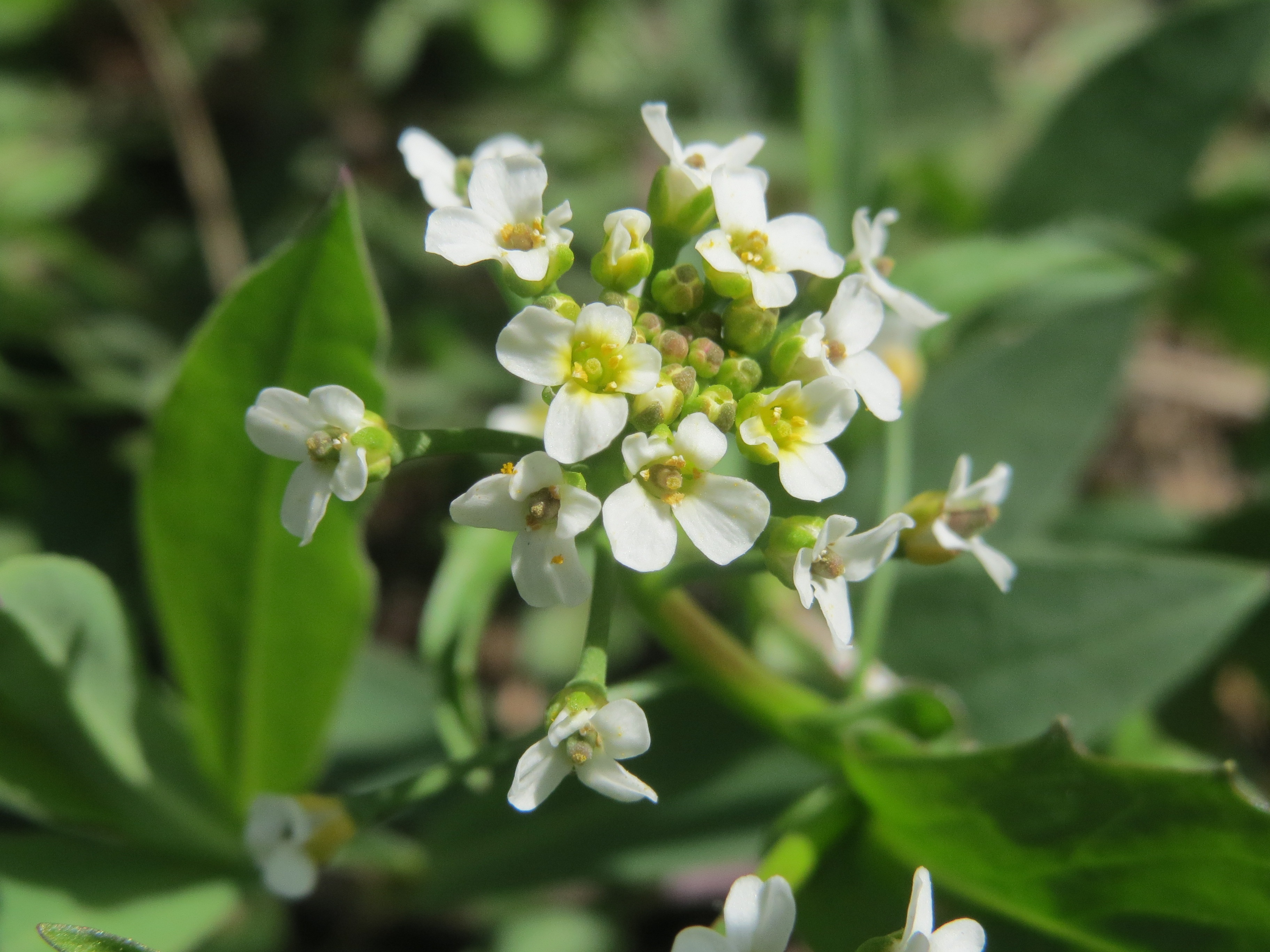 flowering plant, day, inflorescence, close-up, outdoors, wildflower, plant, white color, field penny-cress, flower head, plant part, flower, vulnerability, HD Wallpaper
