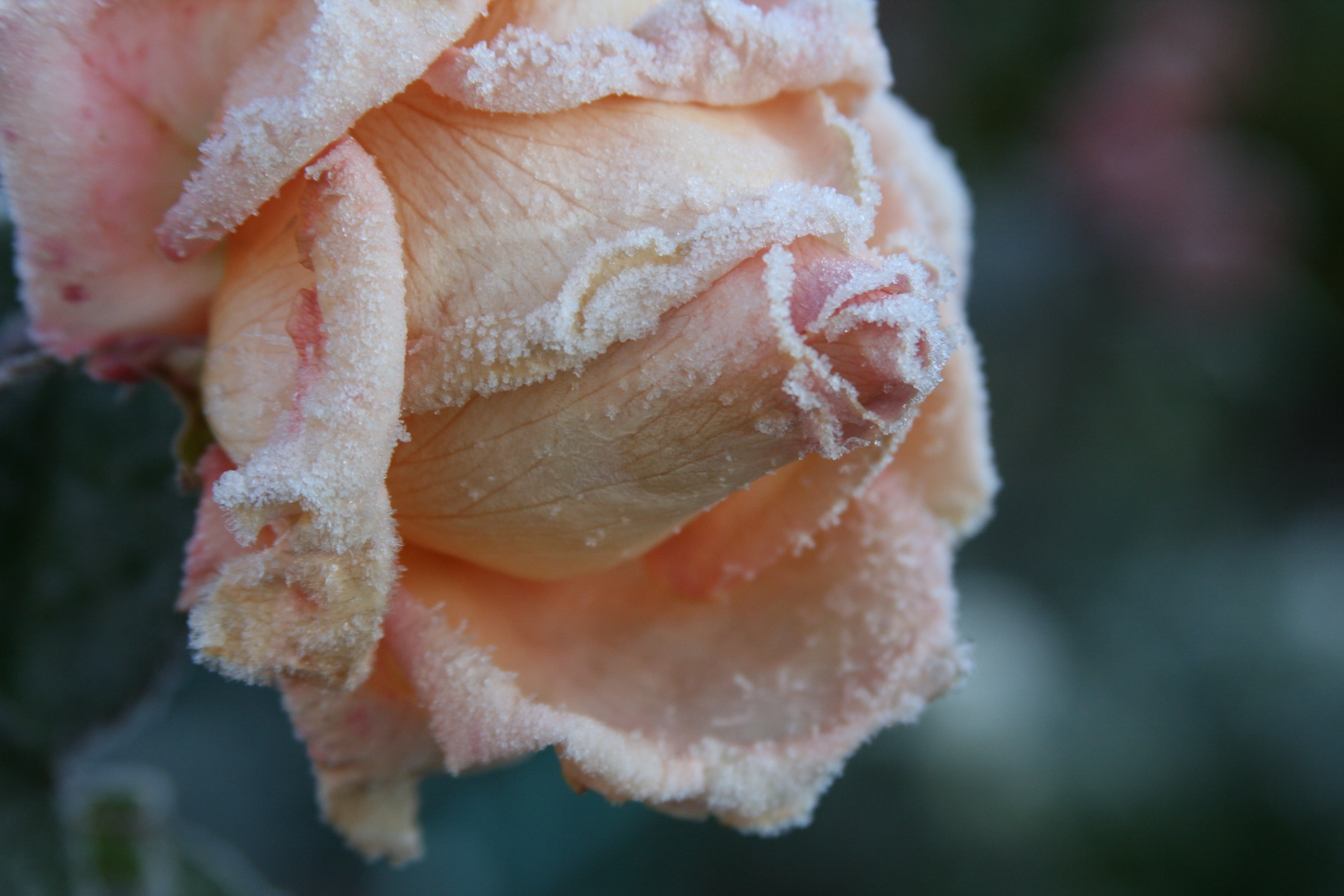 ready-to-eat, bread, summer, beige, backgrounds, blossom, springtime, freshness, food, single Flower, meat, outdoors, beauty In Nature, flower Head, pink Color, HD Wallpaper