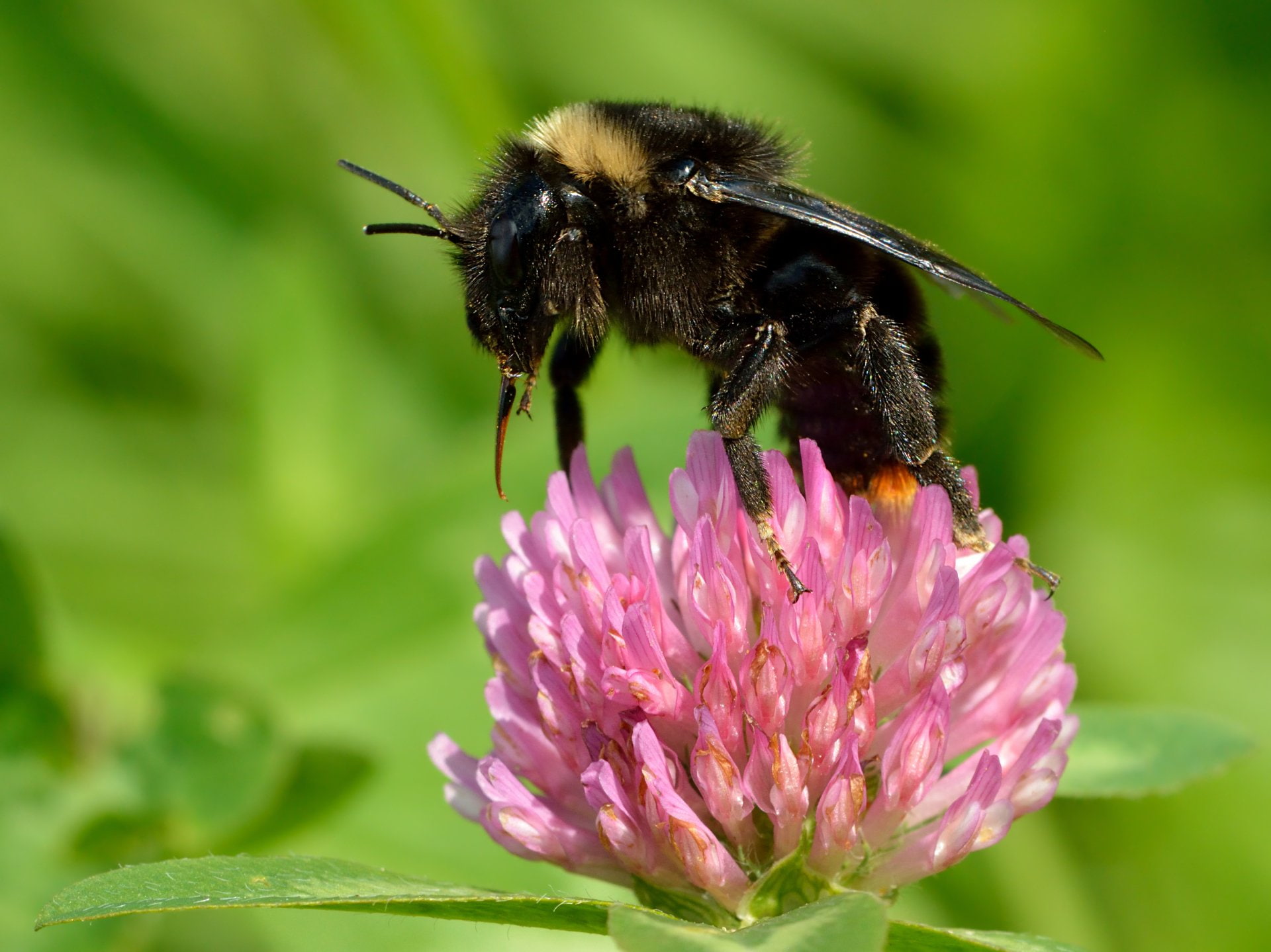 Animal, 1080P, Bumblebee, Red-tailed Cuckoo Bumblebee, Flower, HD Wallpaper