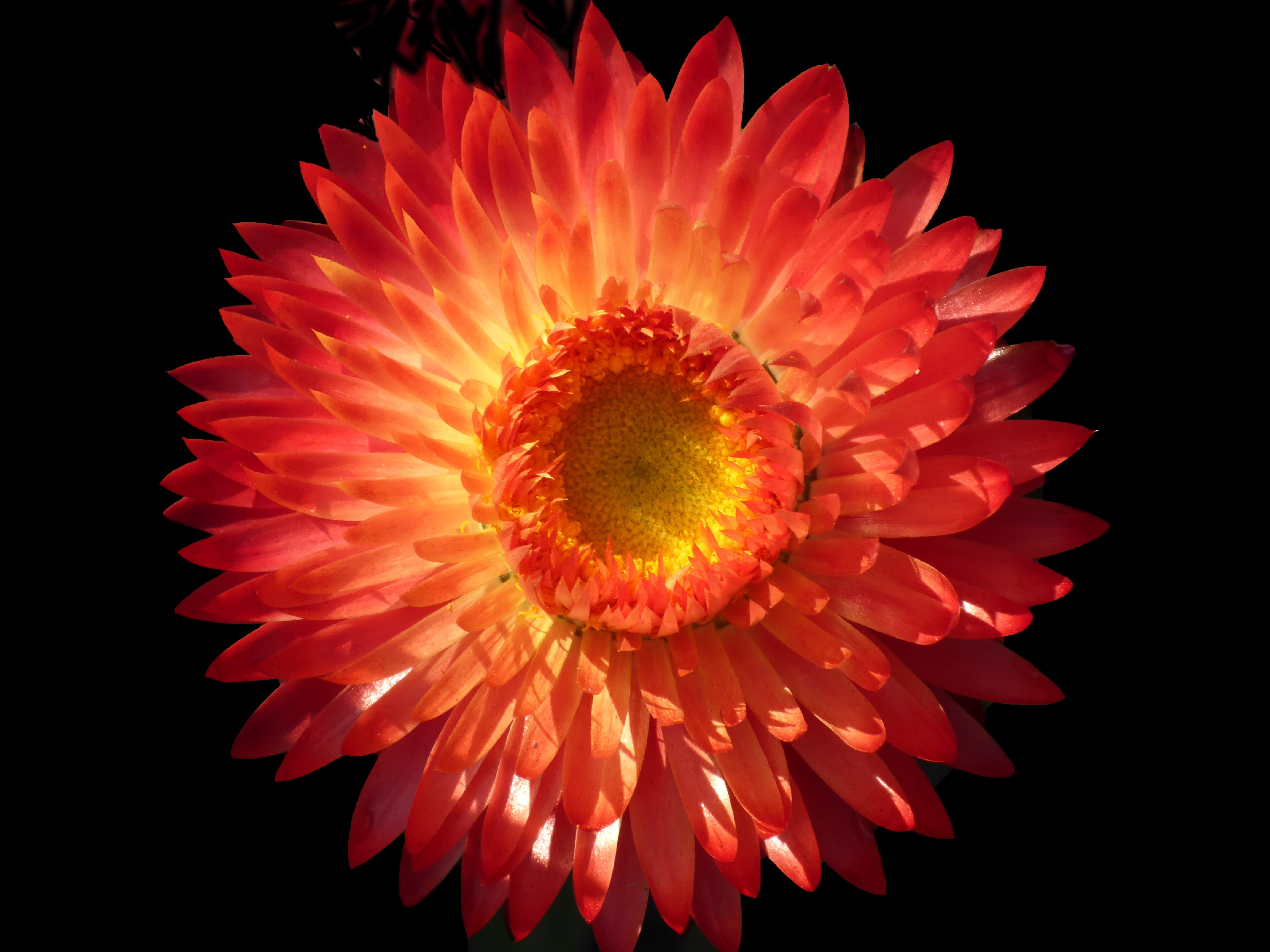 no people, italicum, close, background, solitaire, close-up, nature, plant, top, freshness, orange color, beauty in nature, pollen, fragility, petal, summer, HD Wallpaper