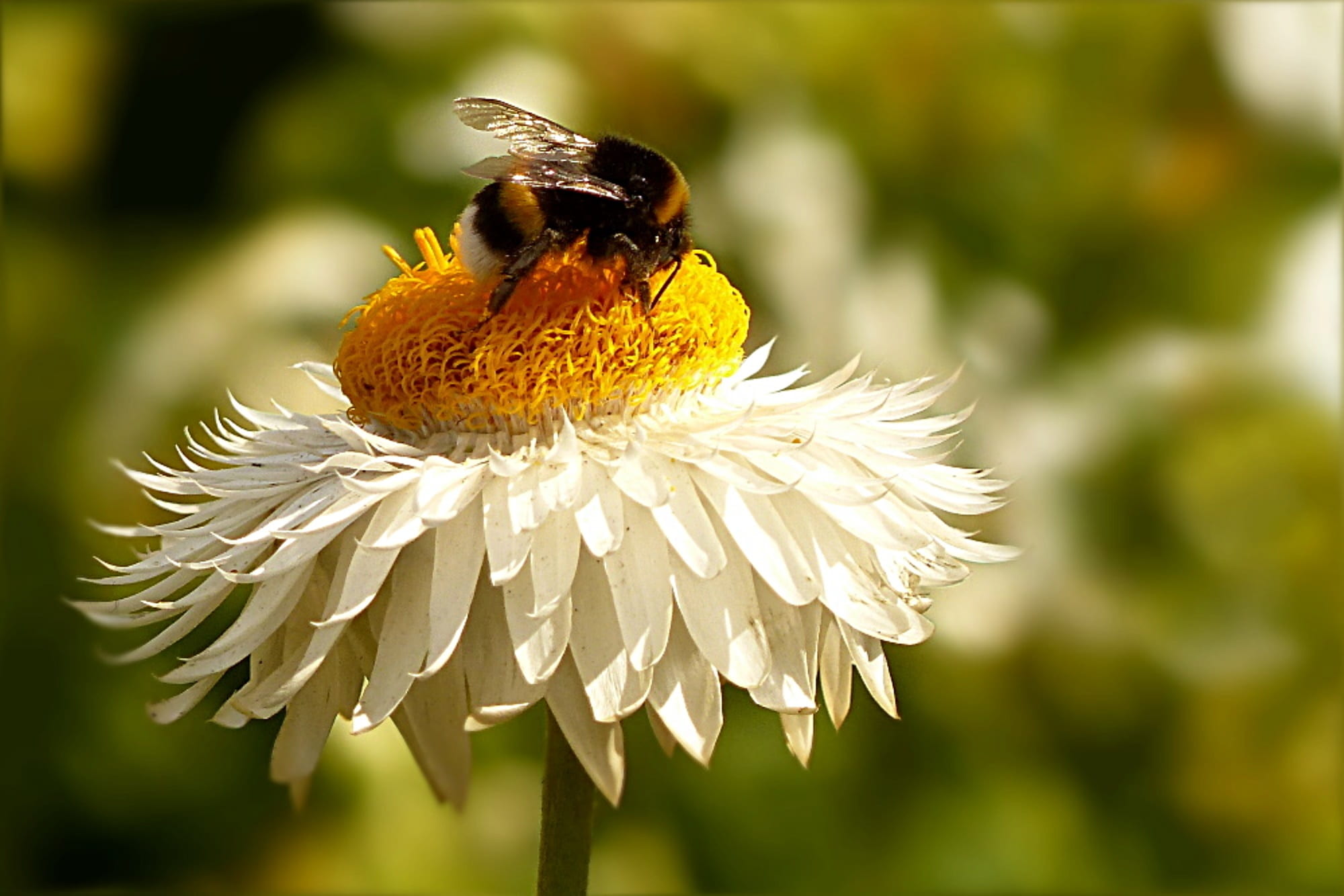 fragility, white yellow, freshness, animal, animal wildlife, photography, flower head, one animal, outdoors, selective, flowering plant, vulnerability, HD Wallpaper