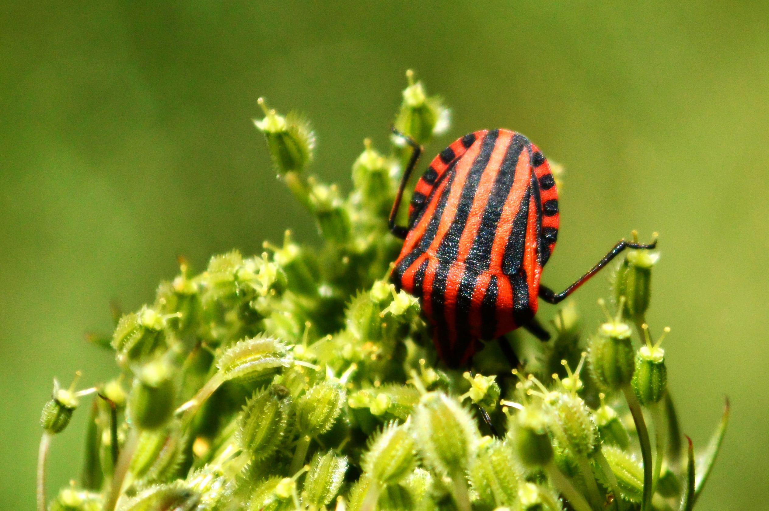 plant, Pentatomidae, shield bug, italicum, Minstrel, Upright, green leaf, insect, photography, green Color, bug, green, macro, daytime, Graphosoma lineatum, HD Wallpaper
