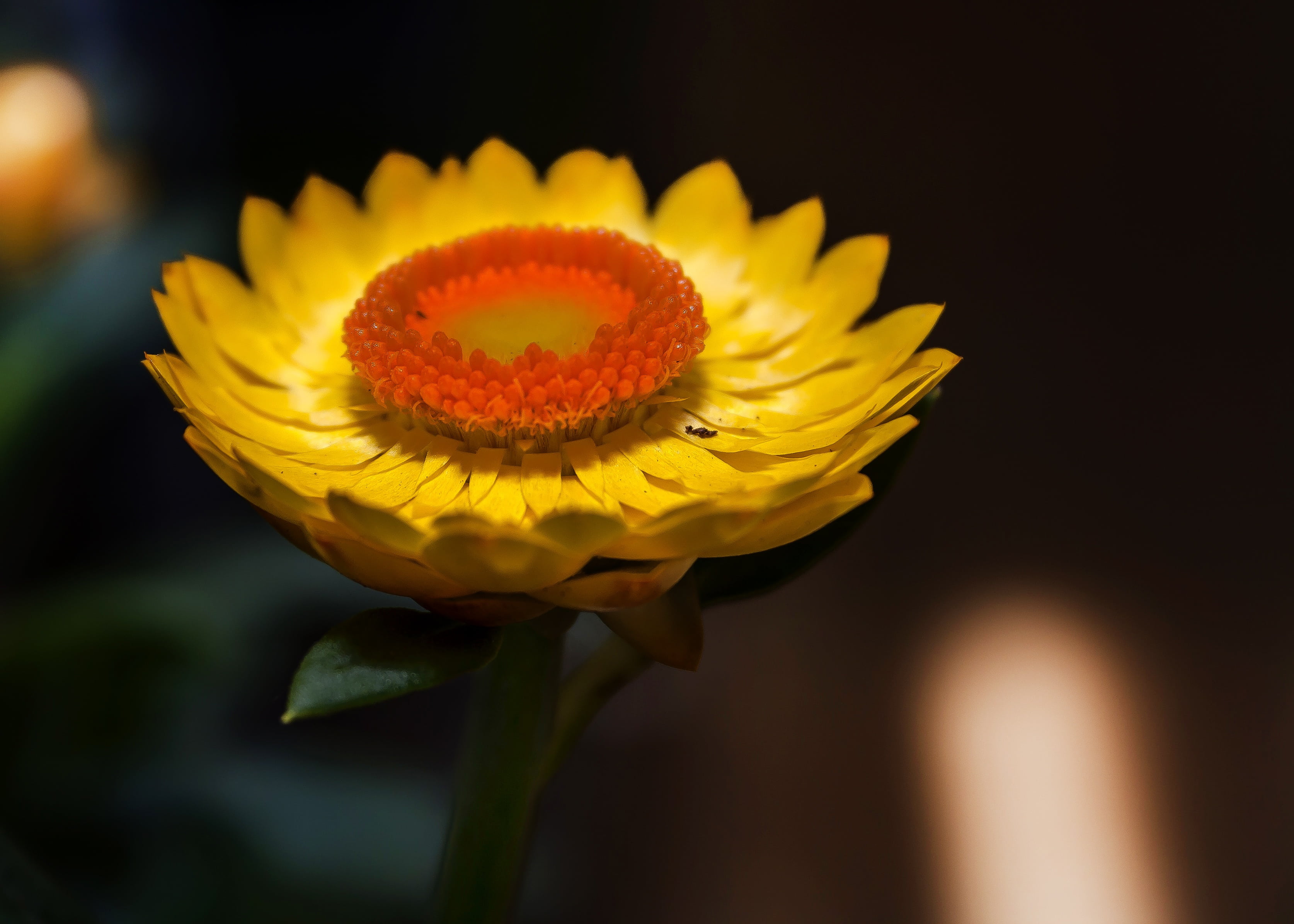 flower, nature, petal, garden herbs, 2K, vulnerability, composites, flower head, outdoors, beauty in nature, stalk, semi shrub, garden plant, inflorescence, HD Wallpaper