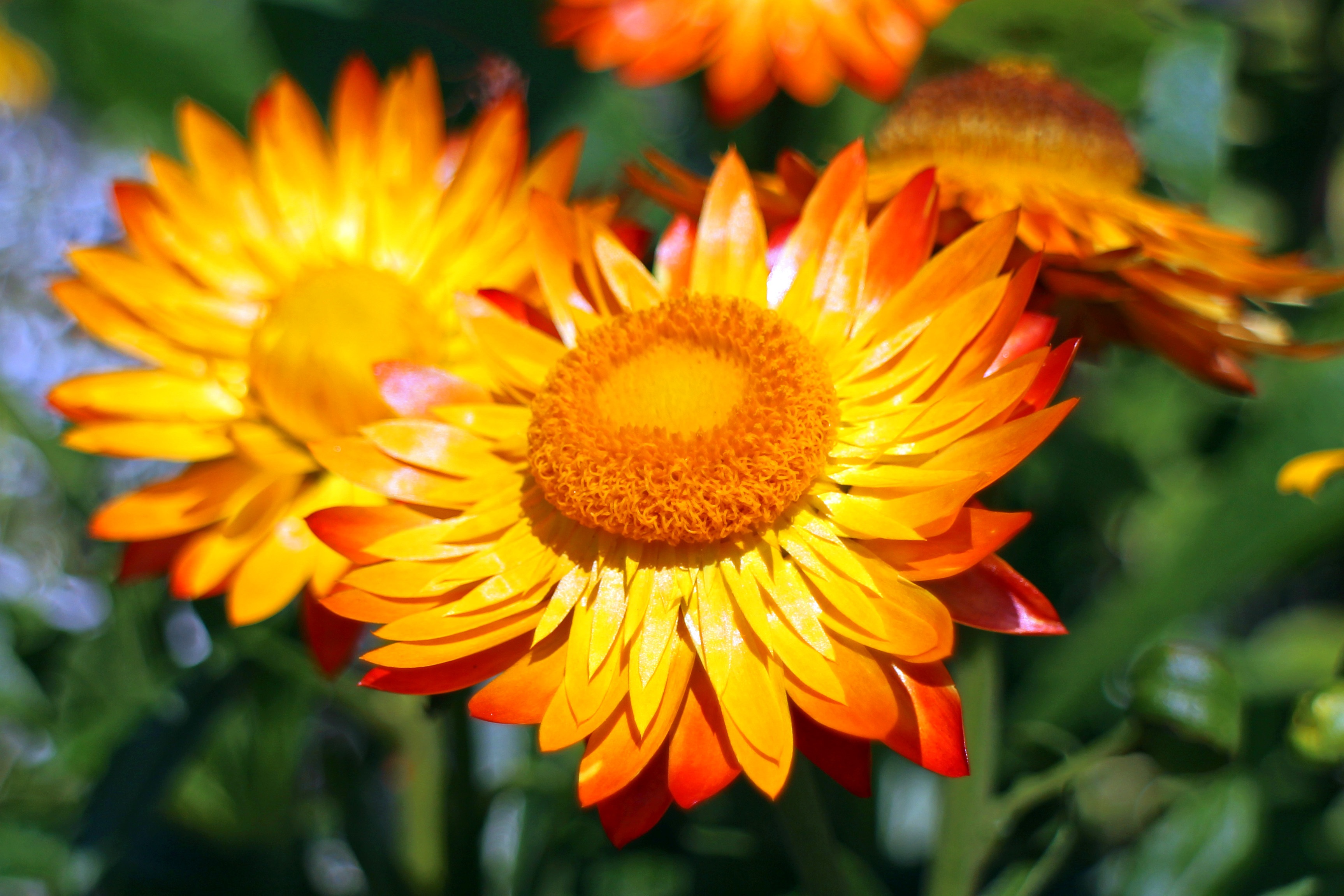 2K, gazania, growth, blossom, plant, bloom, fragility, outdoors, gold, flowering plant, nature, day, inflorescence, straw flowers, no people, beauty in nature, HD Wallpaper