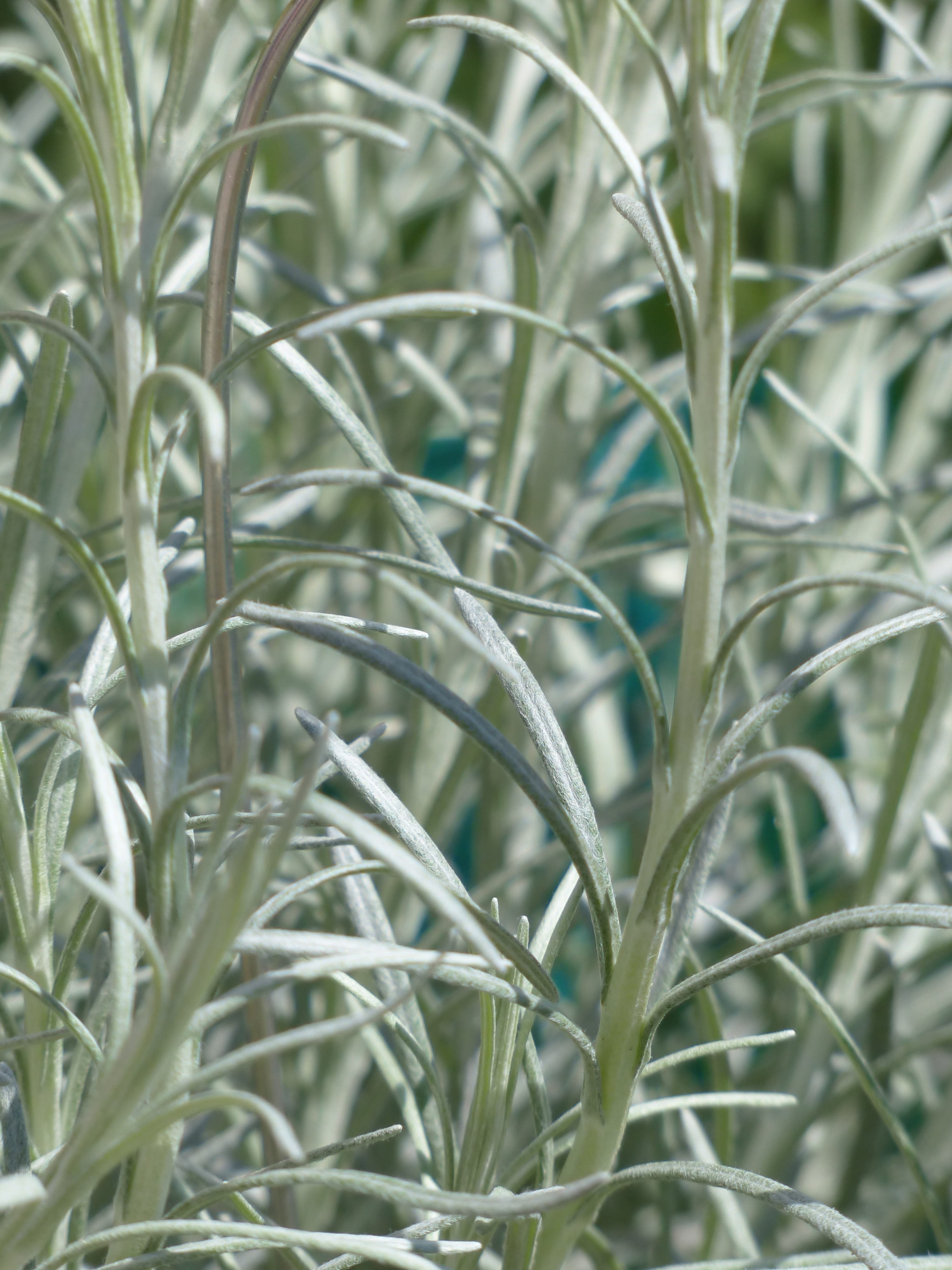 culinary herbs, growth, outdoors, selective focus, semi shrub, composites, curried cabbage, close-up, full frame, tranquility, plant part, leaf, asteraceae, Phone HD Wallpaper