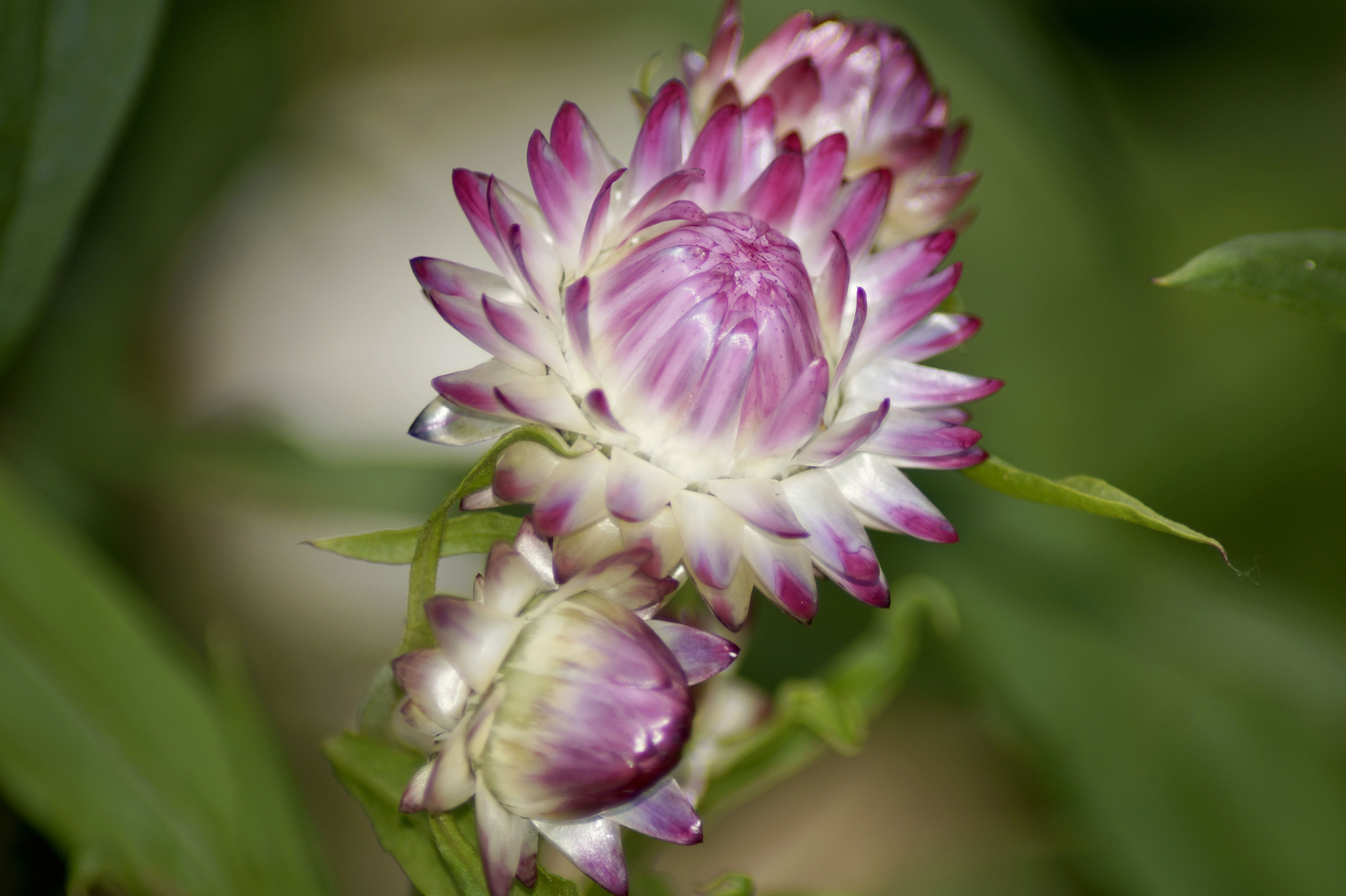 helichrysum bracteatum, composites, inflorescence, beauty in nature, plant, growth, flowering plant, fragility, flower, xerochrysum bracteatum, flower bud, HD Wallpaper