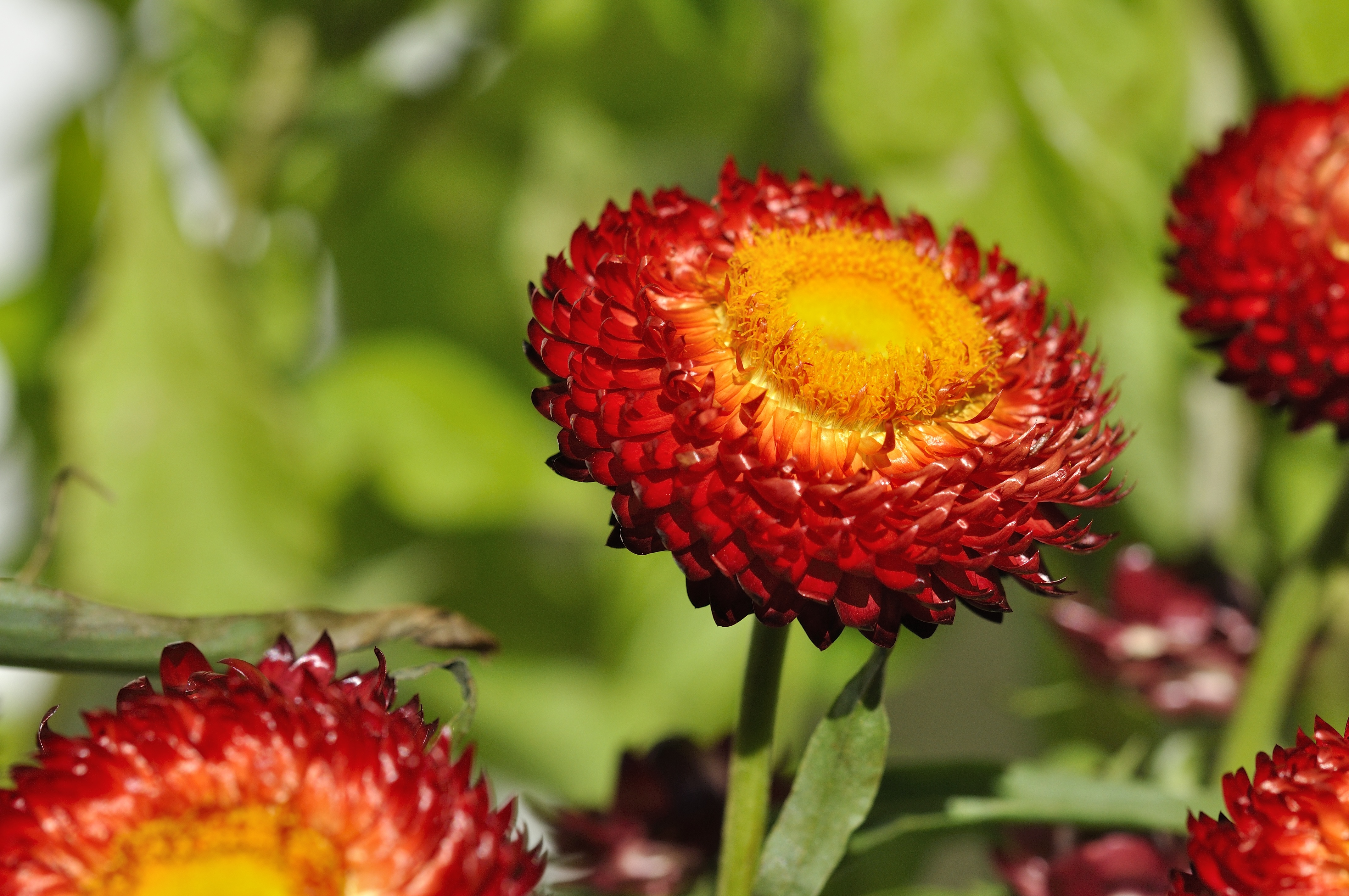 blossom, freshness, vulnerability, flower, close, beauty in nature, 4K, growth, focus on foreground, petal, flower head, flowering plant, orange, fruit, HD Wallpaper