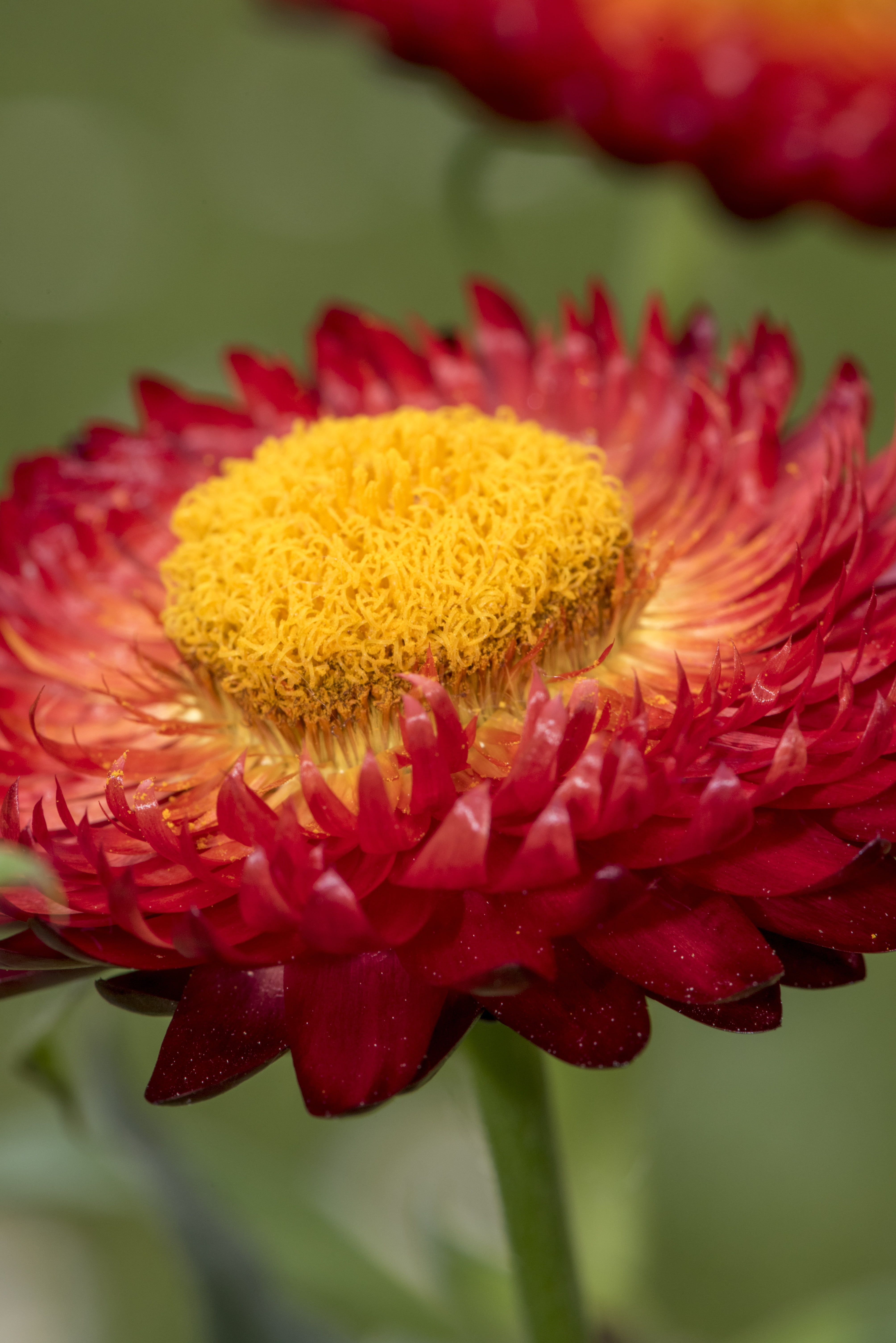 growth, flowering plant, plant, bloom, flower, beauty, colorful, close-up, beautiful, italicum, decoration, forever, yellow, background, romantic, golden, Phone HD Wallpaper