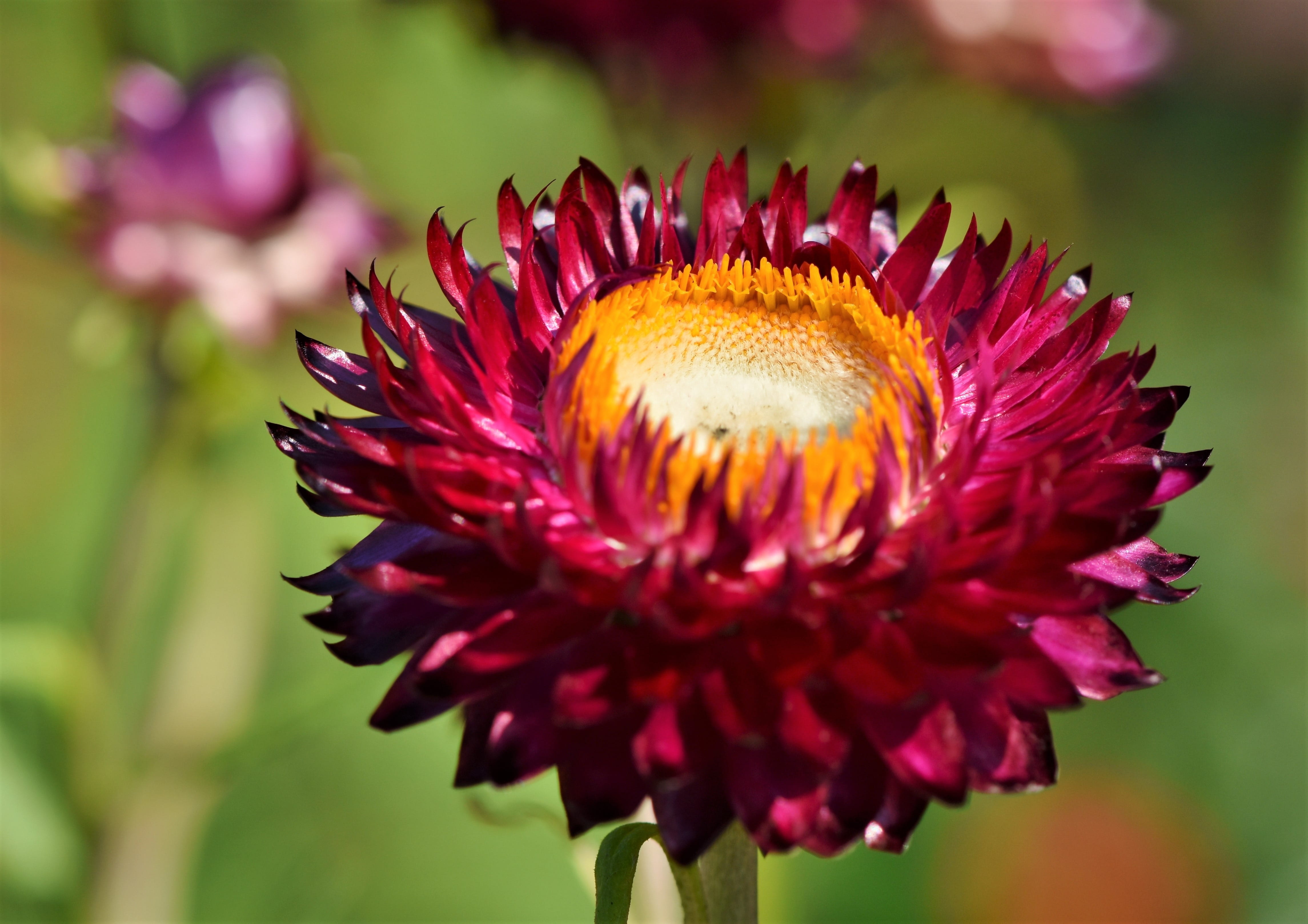 4K, pink color, purple, growth, beauty in nature, inflorescence, plant, freshness, vulnerability, garden, petal, day, close-up, italicum, flower, red, HD Wallpaper