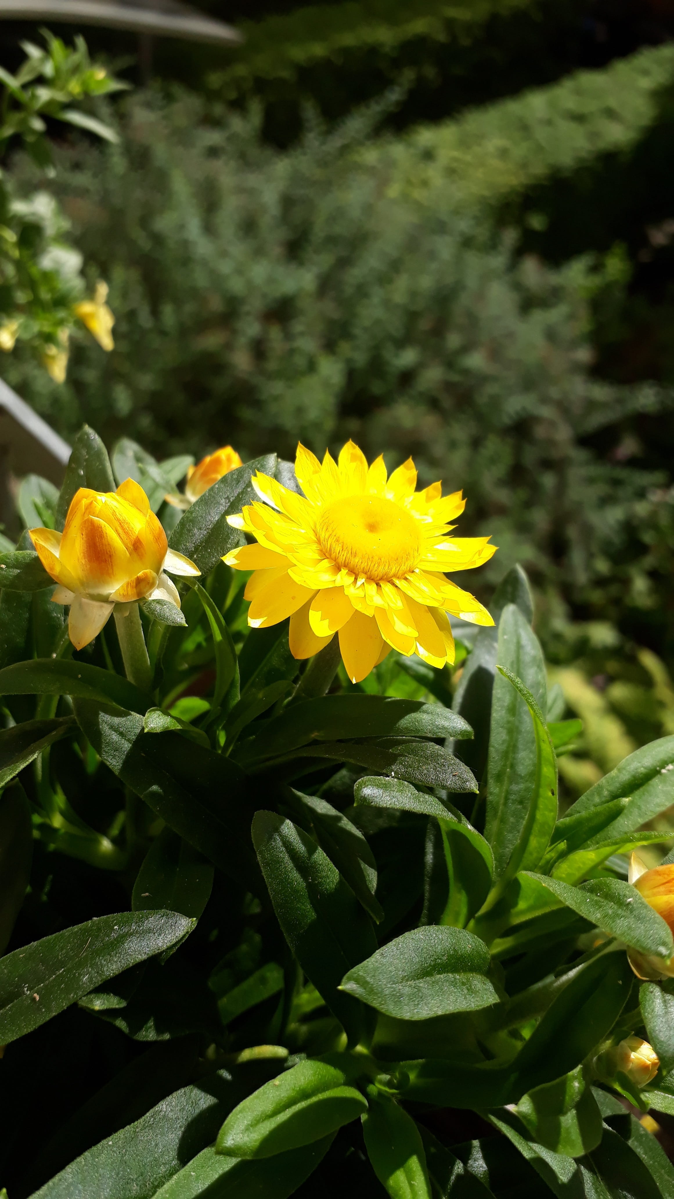 close-up, plant part, growth, beauty in nature, outdoors, freshness, leaf, plant, focus on foreground, yellow, nature, italicum, inflorescence, fragility, Phone HD Wallpaper