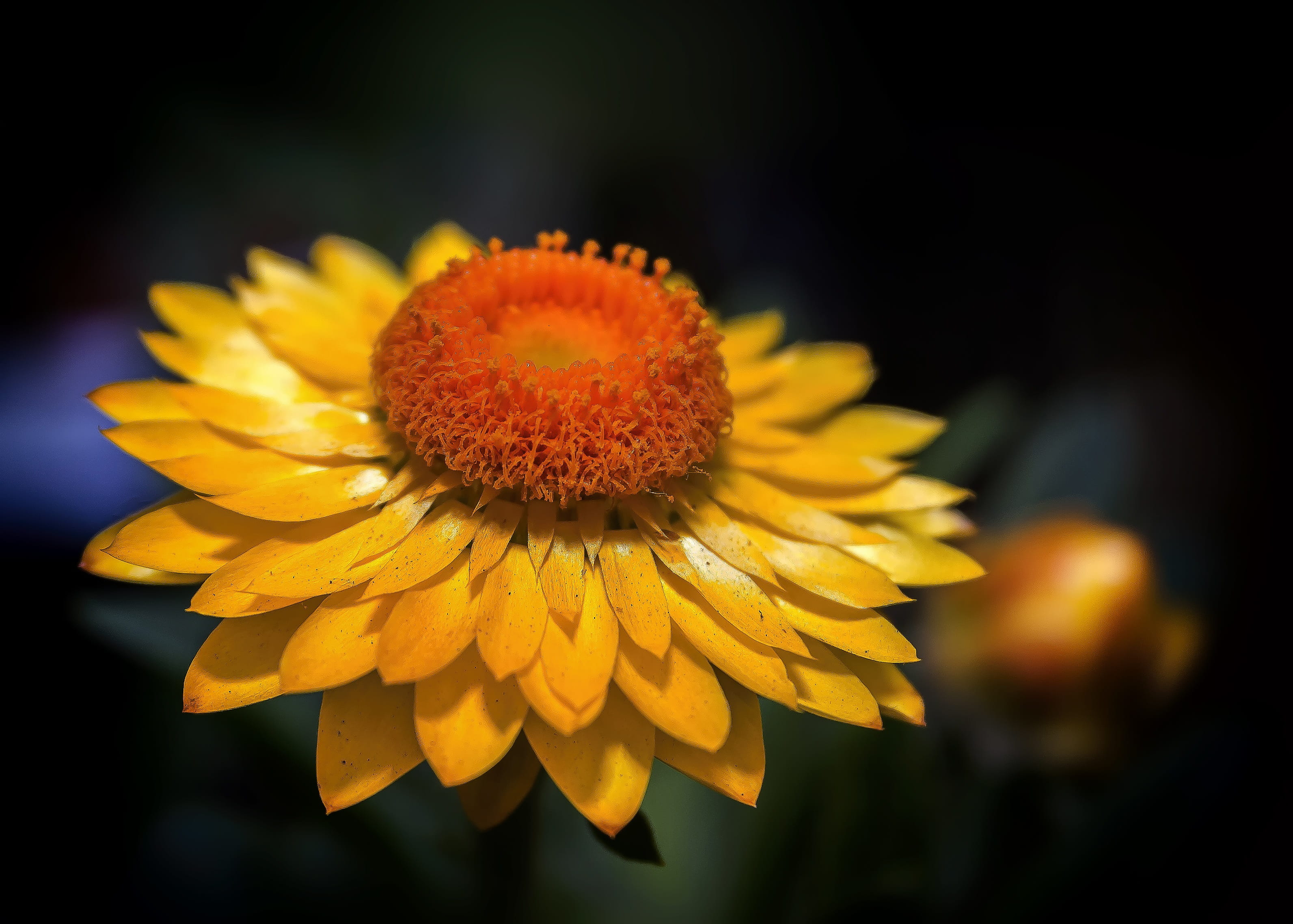 yellow, stalk, flower, flowering plant, plant, ornamental plant, nature, coneflower, pollen, garden, daisy, vulnerability, close-up, fragility, garden plant, HD Wallpaper