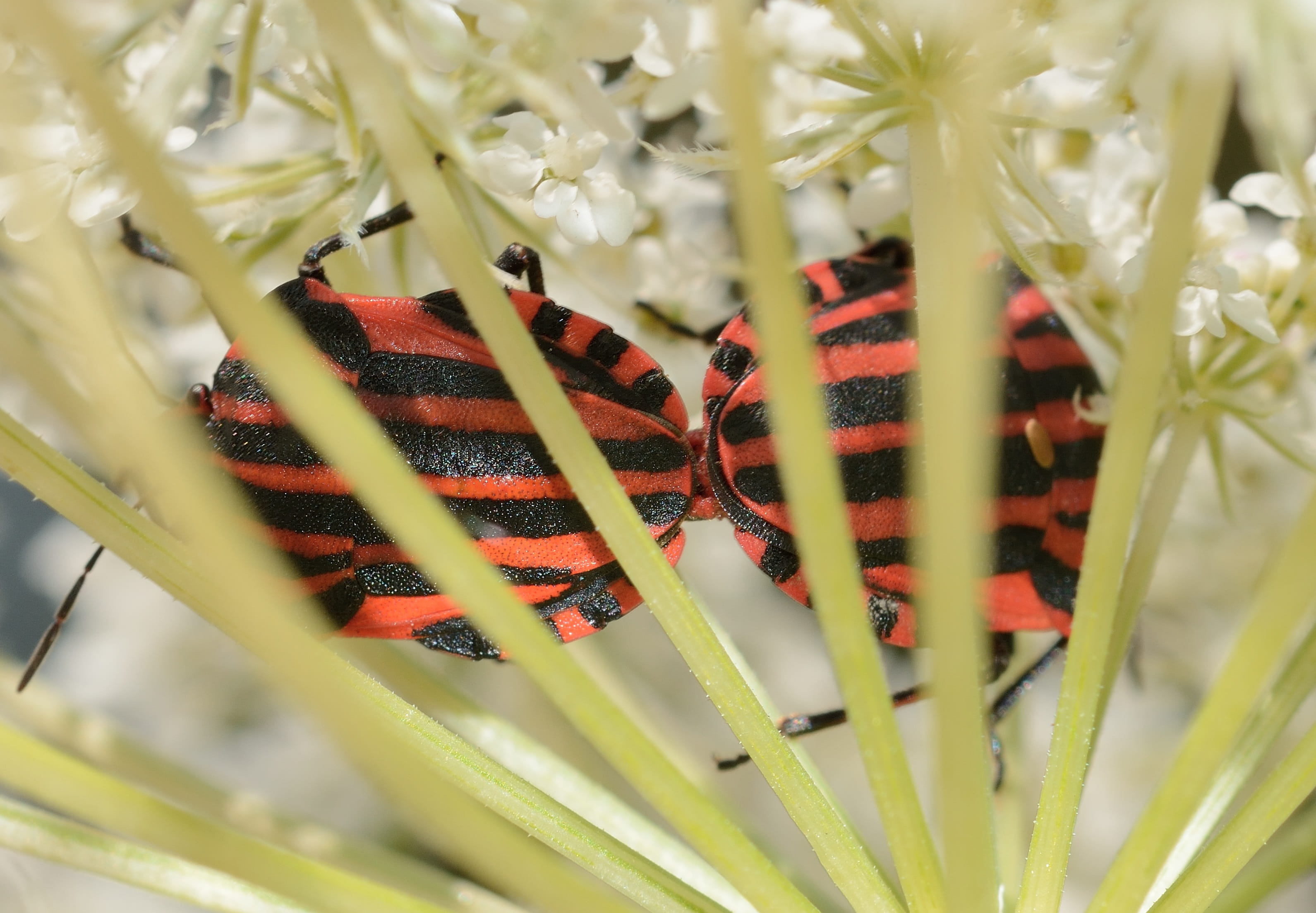 graphosoma, plant, italicum, flowering plant, animal, freshness, fragility, butterfly - insect, one animal, beauty in nature, animal wing, bedbugs, animals in the wild, HD Wallpaper