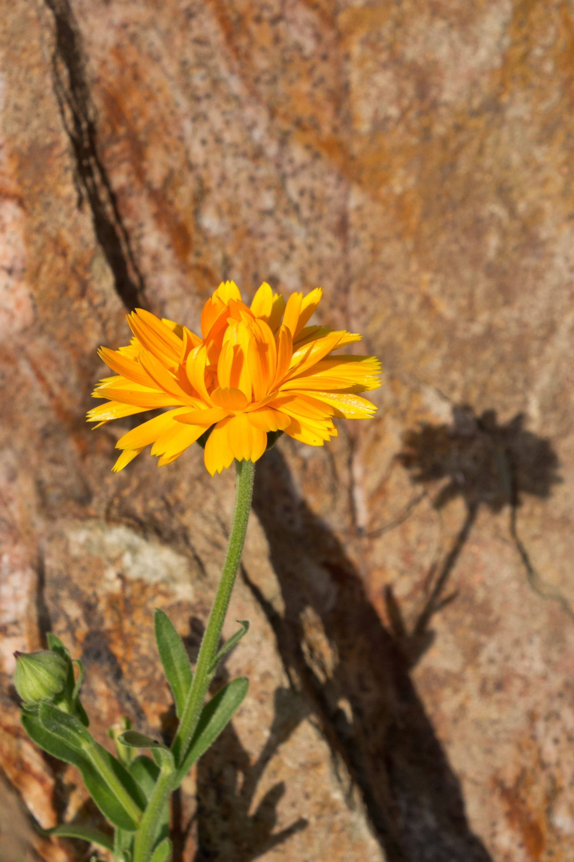 nature, selective focus, stone flower, wild flower, outdoors, inflorescence, meadow, growth, softness, vulnerability, flowering plant, stone, day, spring, Phone HD Wallpaper
