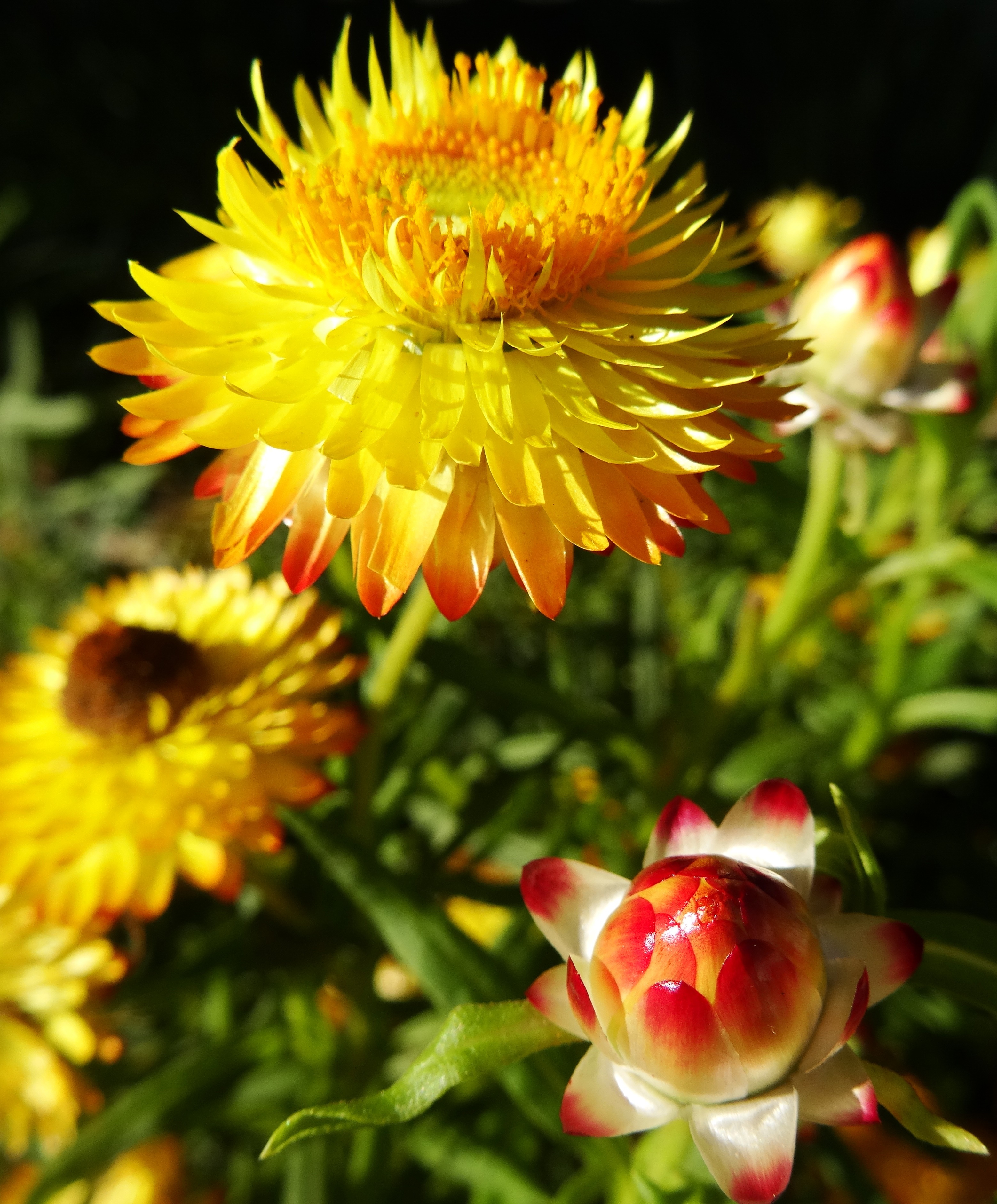 outdoors, yellow, pollen, flowering plant, 2K, focus on foreground, red, growth, blossom, flower, australia, close-up, sunlight, freshness, day, plant, Phone HD Wallpaper