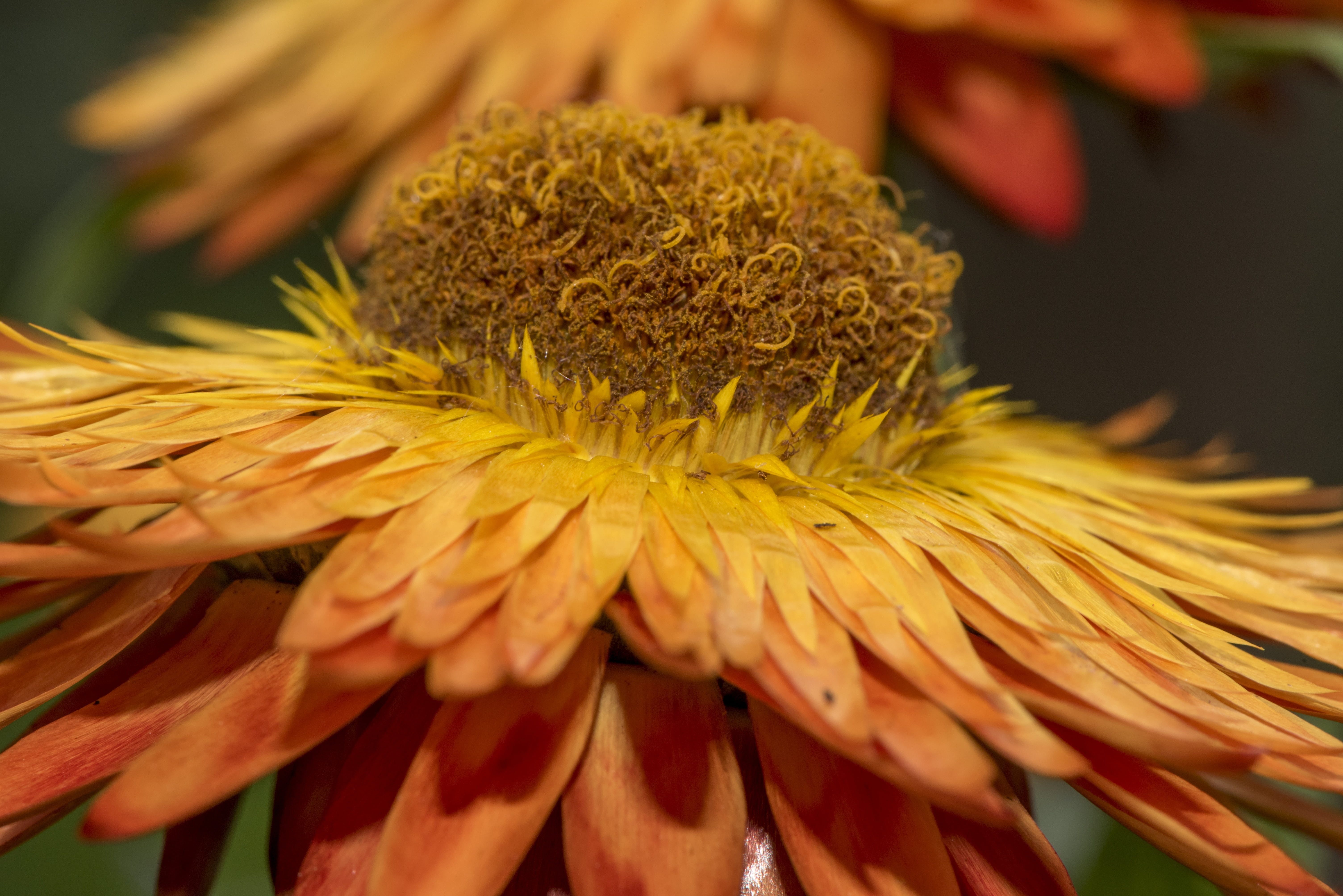 petal, bloom, plant, inflorescence, garden, out, yellow, flowering plant, color, colorful, vulnerability, romantic, golden, decoration, flora, pattern, HD Wallpaper