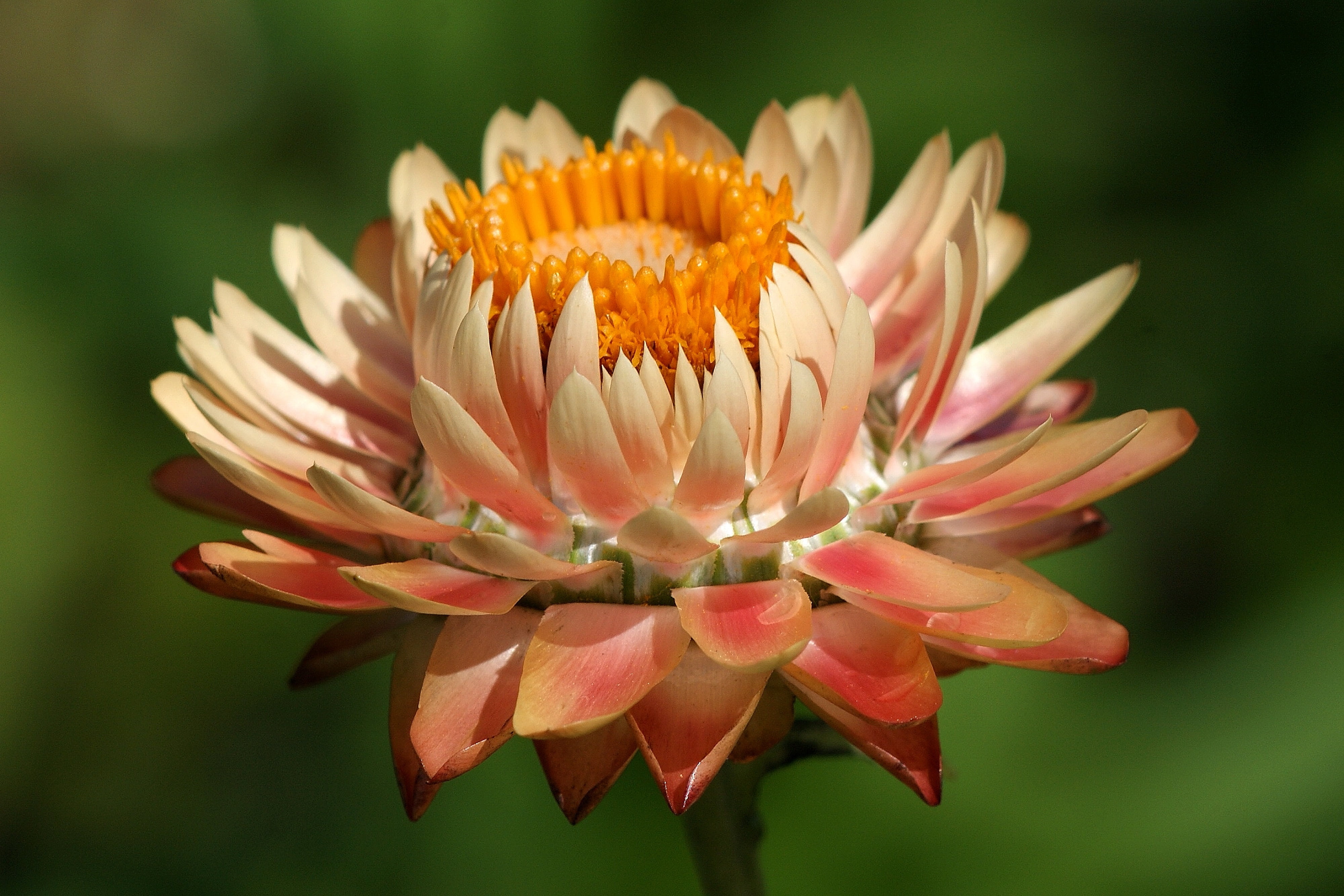 close-up, inflorescence, bloom, flowering plant, blossom, nature, bright, freshness, flower head, flora, pollen, plant, vulnerability, salmon, beautiful, HD Wallpaper