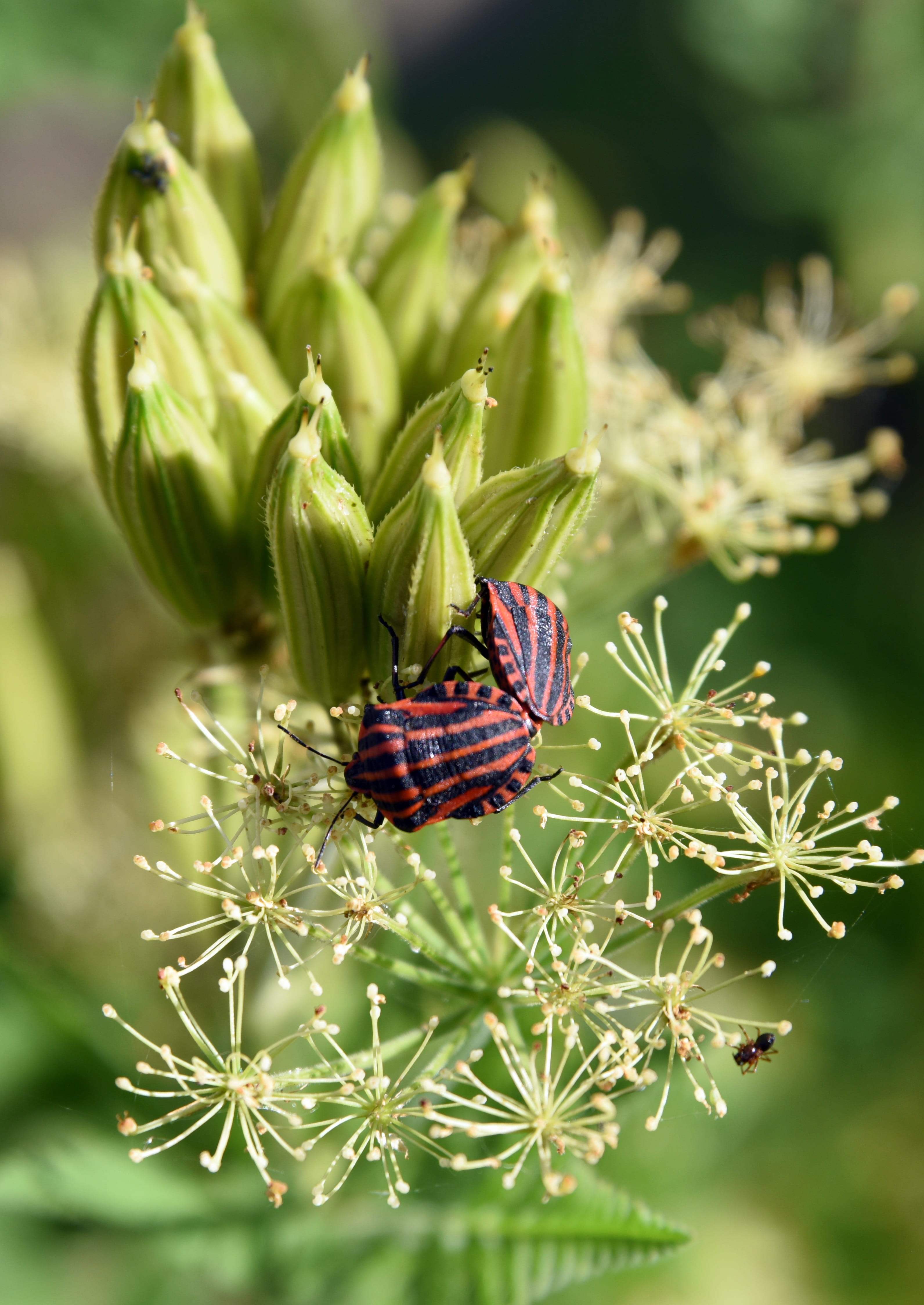 flower, focus on foreground, flowering plant, graphosoma italicum, plant, animal themes, macro, green color, bug harlequin, animal wing, invertebrate, close-up, Phone HD Wallpaper