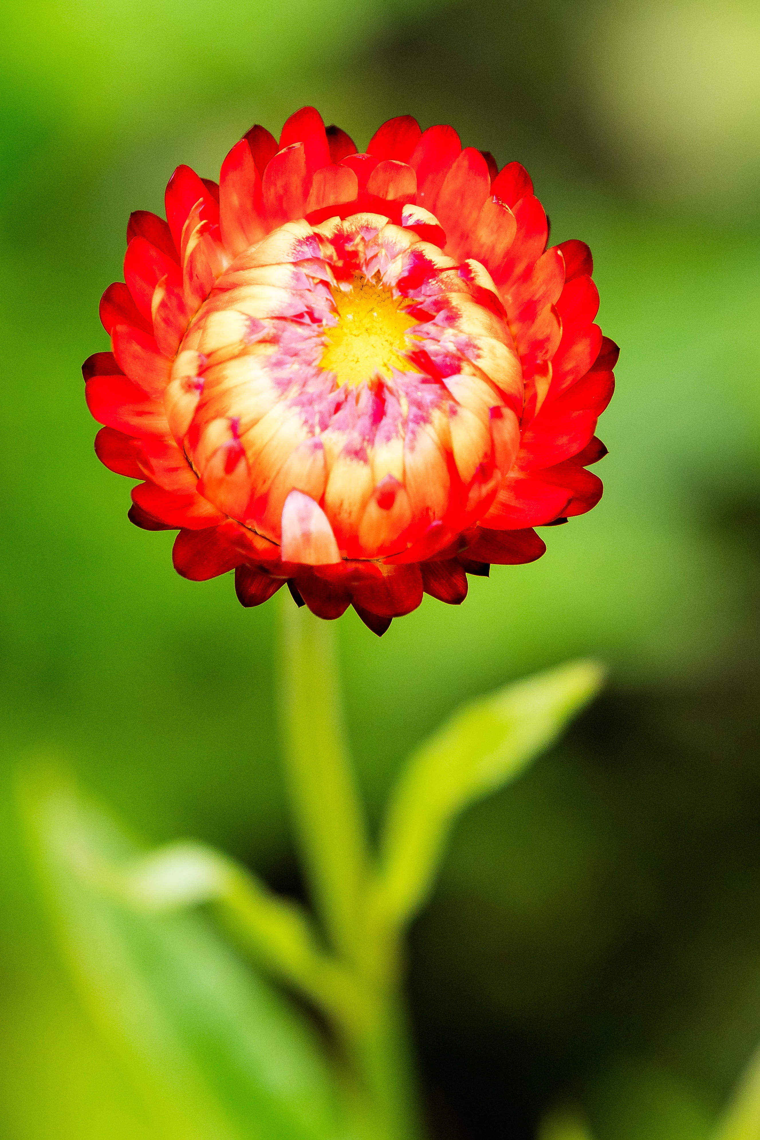 pollen, freshness, selective focus, focus on foreground, beauty in nature, outdoors, petal, nature, autumn flower, italicum, plant, inflorescence, fragility, Phone HD Wallpaper