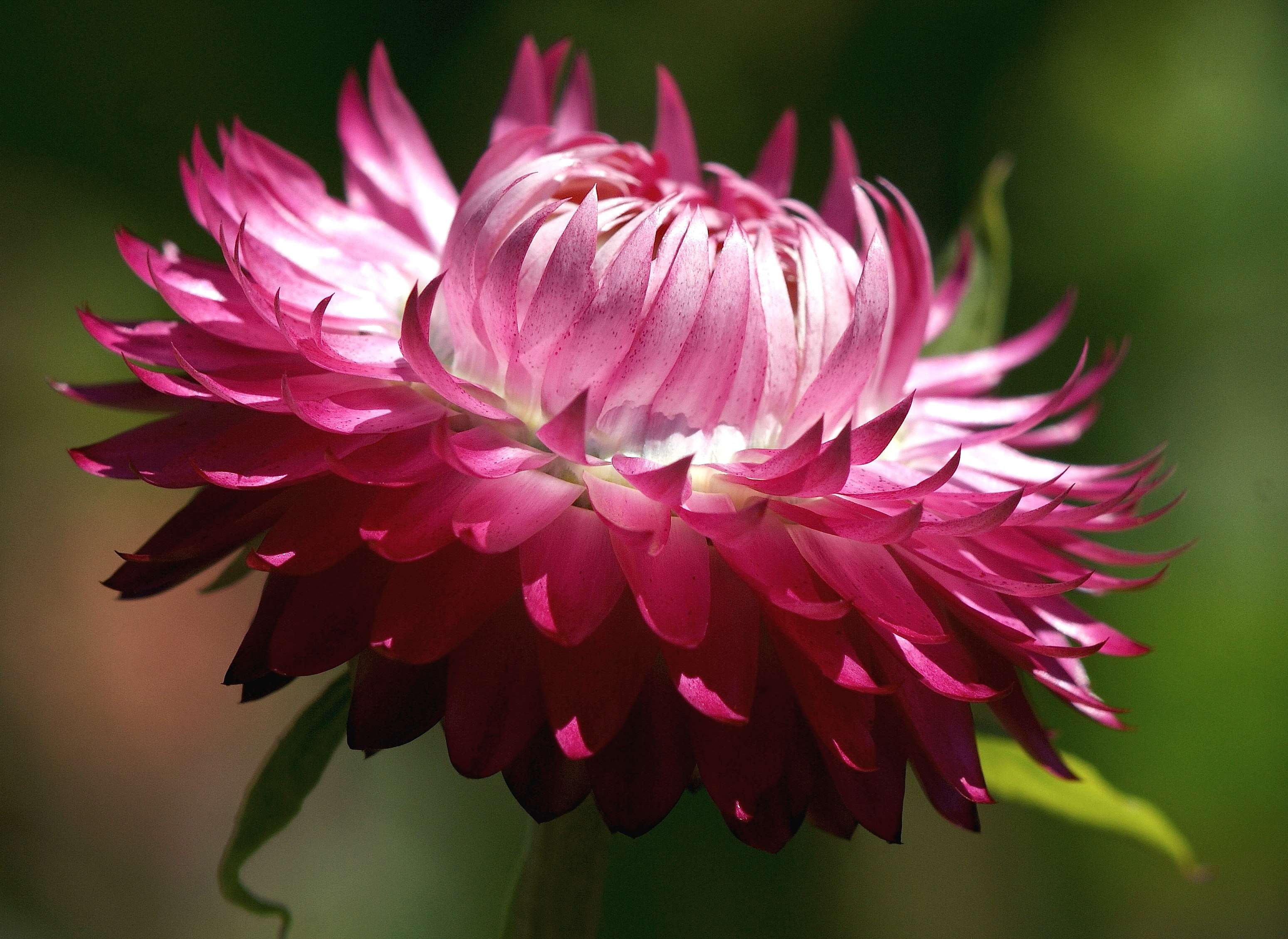 inflorescence, flowering plant, growth, flower, public record, dahlia, focus on foreground, italicum, beauty in nature, close-up, helichrysum, freshness, HD Wallpaper