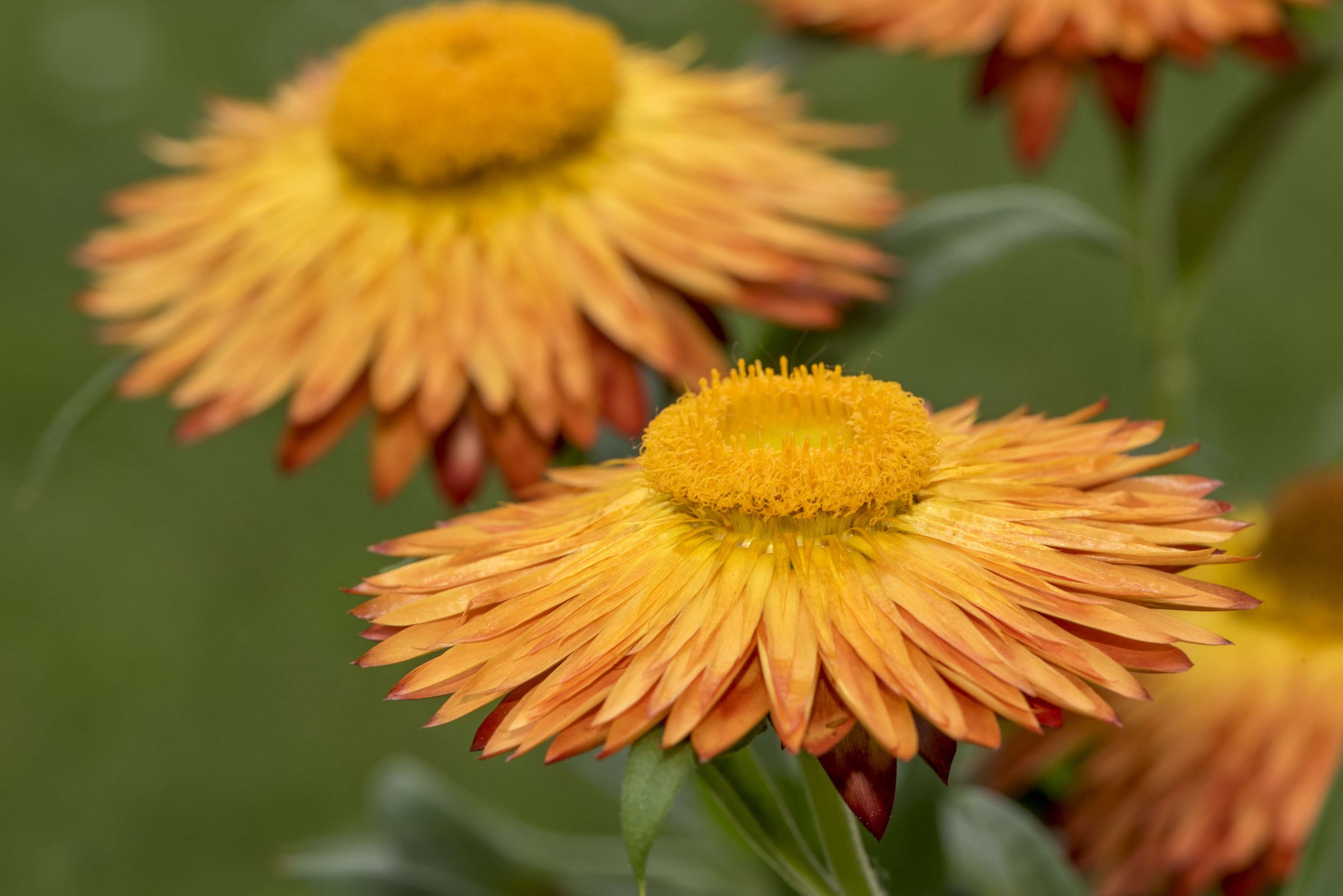close-up, vulnerability, decoration, color, inflorescence, blossom, outdoors, flower, petal, fragility, plant, flowering plant, out, bloom, cute, italicum, HD Wallpaper