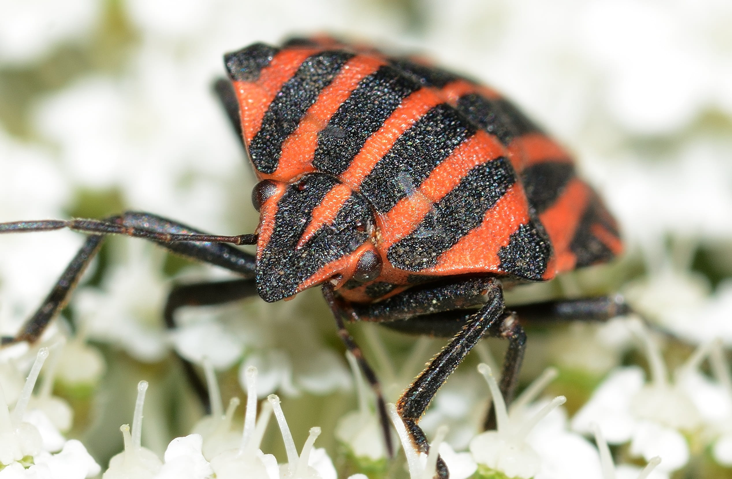 plant, orange color, close-up, insect, day, beauty in nature, italicum, animal wildlife, selective focus, focus on foreground, outdoors, nature, animal, HD Wallpaper