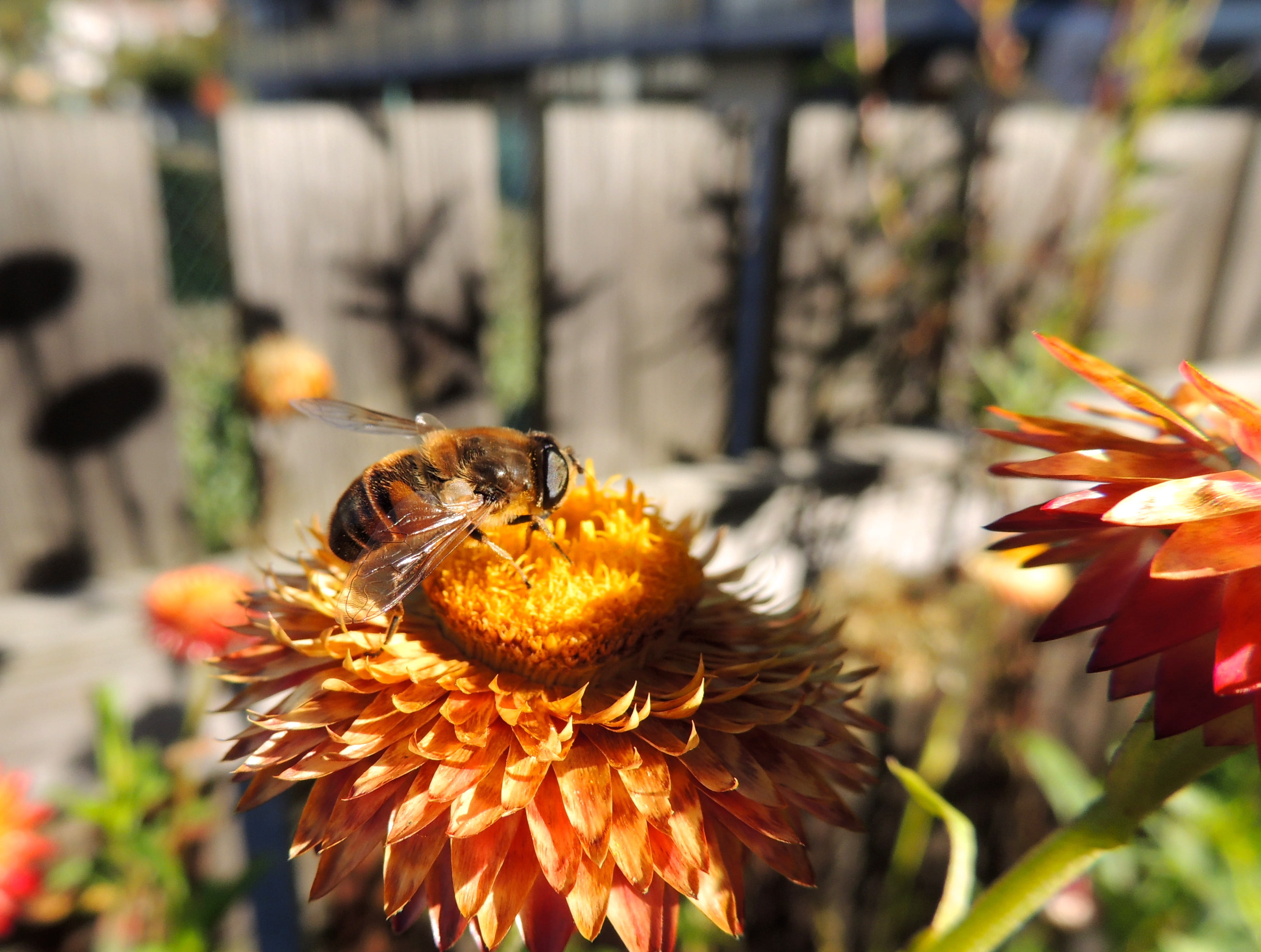 4K, pollination, Bee, Italicum, close-up, vulnerability, petal, Fly, animal themes, pollen, no people, flowering plant, Nature, day, freshness, growth, HD Wallpaper