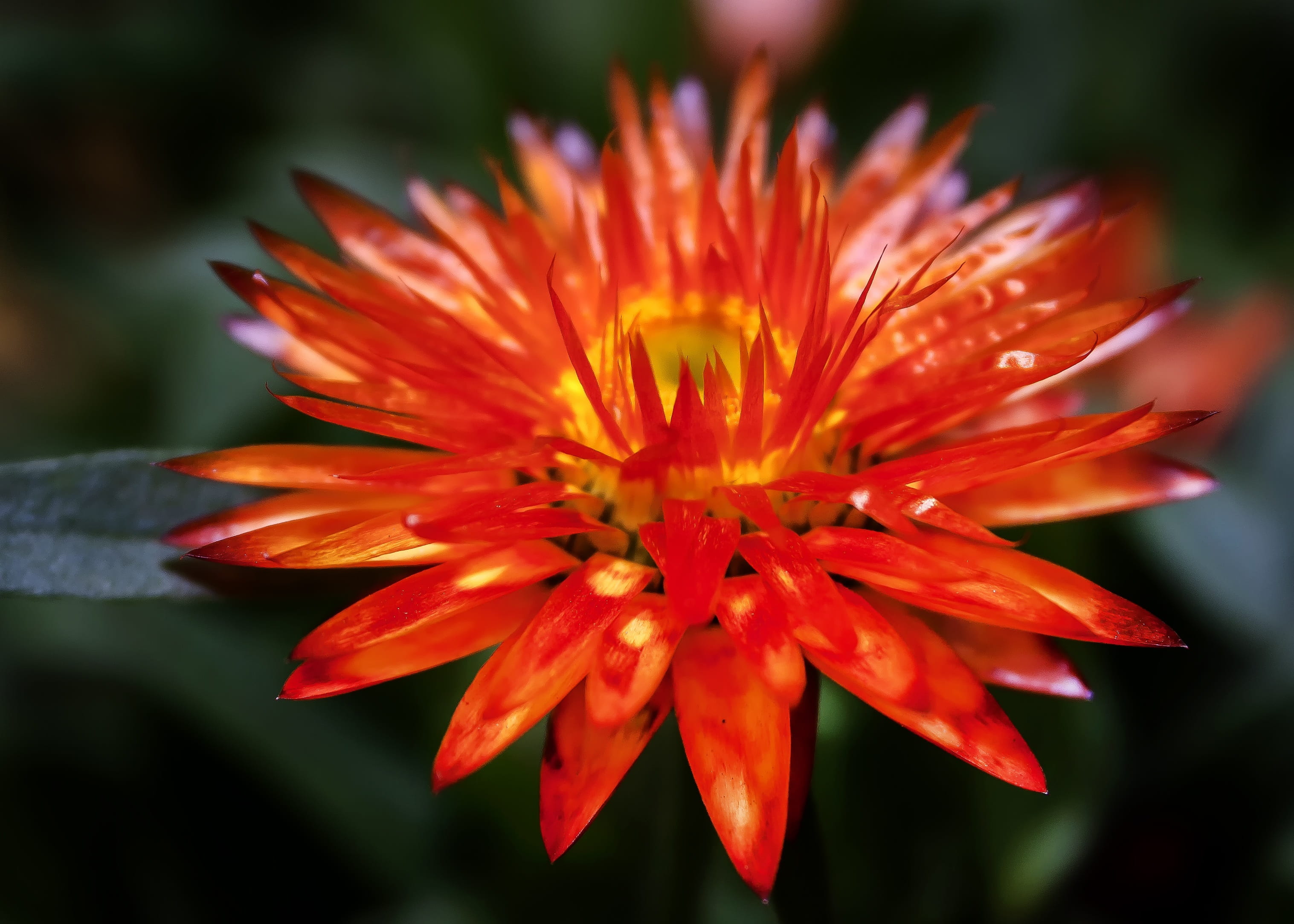garden herbs, flower, petal, flower bud, state garden show, growth, vulnerability, 2K, flowerbed, orange, pollen, composites, beauty in nature, outdoors, HD Wallpaper