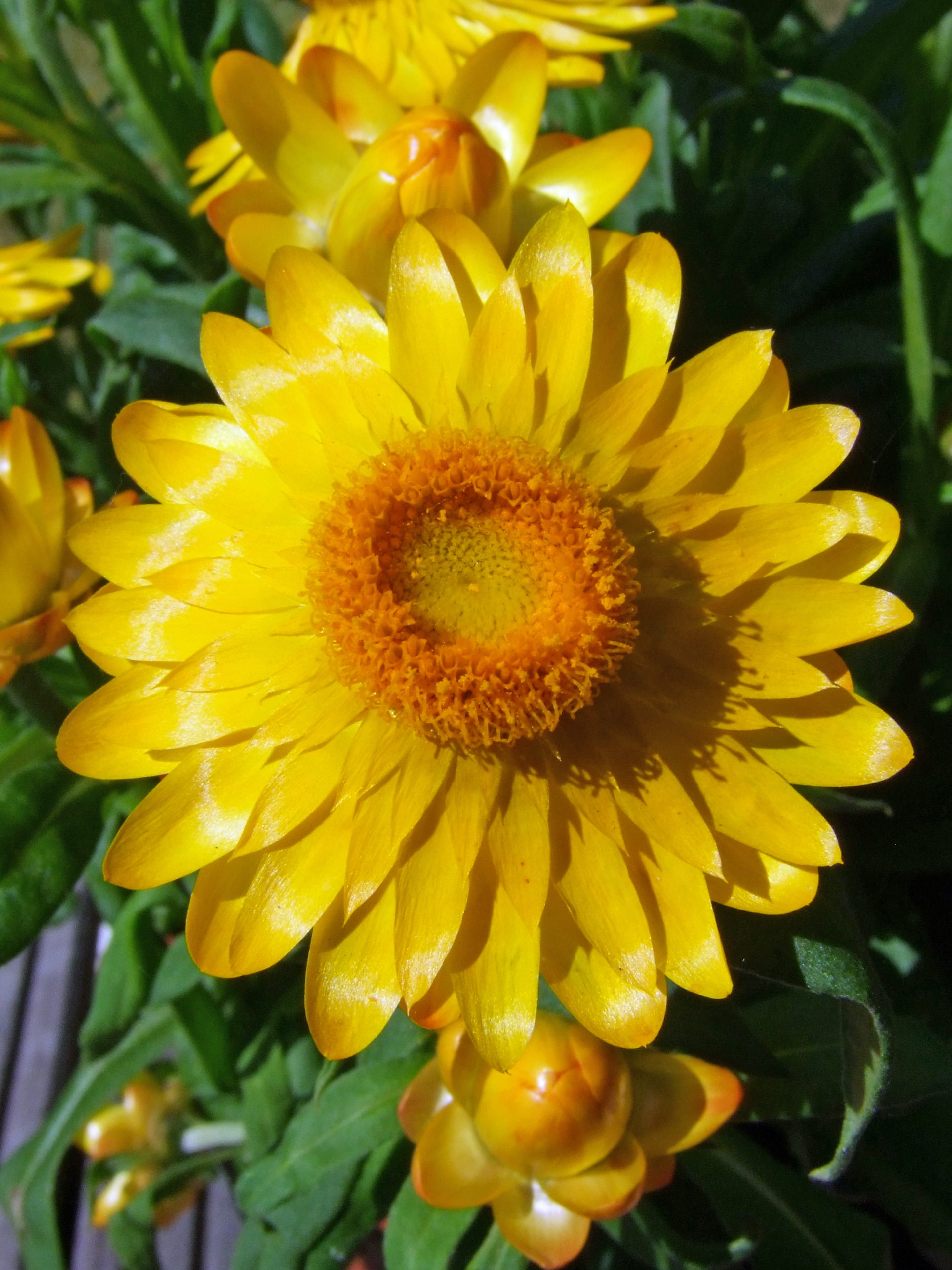 flower head, close-up, inflorescence, growth, pollen, botany, italicum, flowering plant, fragility, focus on foreground, no people, yellow, gazania, beauty in nature, Phone HD Wallpaper