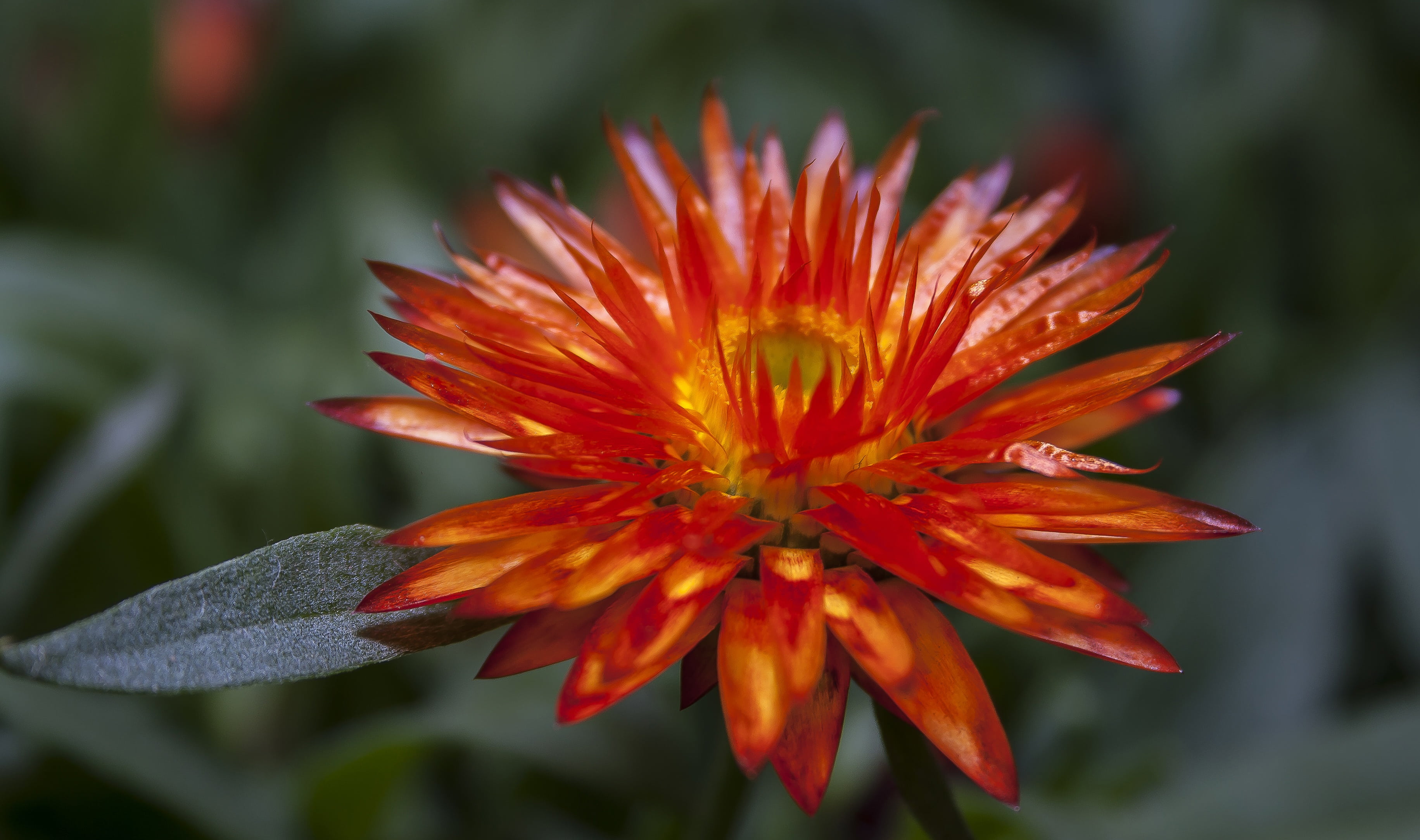 flower bud, freshness, italicum, close, focus on foreground, helichrysum, leaves, composites, semi shrub, botany, pollen, beauty in nature, day, vulnerability, HD Wallpaper