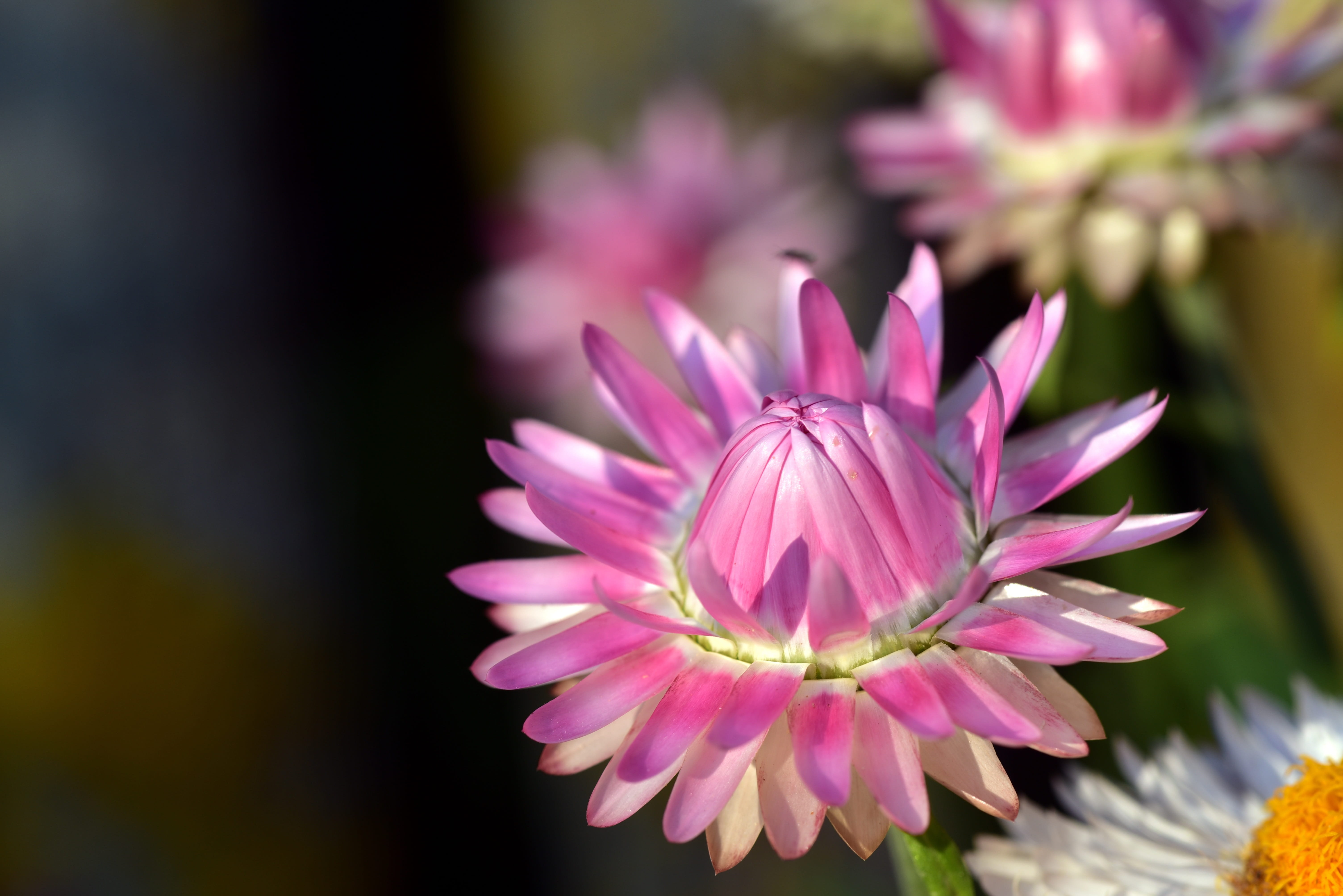 outdoors, growth, fragility, vulnerability, macro, petals, pink color, focus on foreground, flower head, petal, close-up, day, pink, purple, selective focus, HD Wallpaper