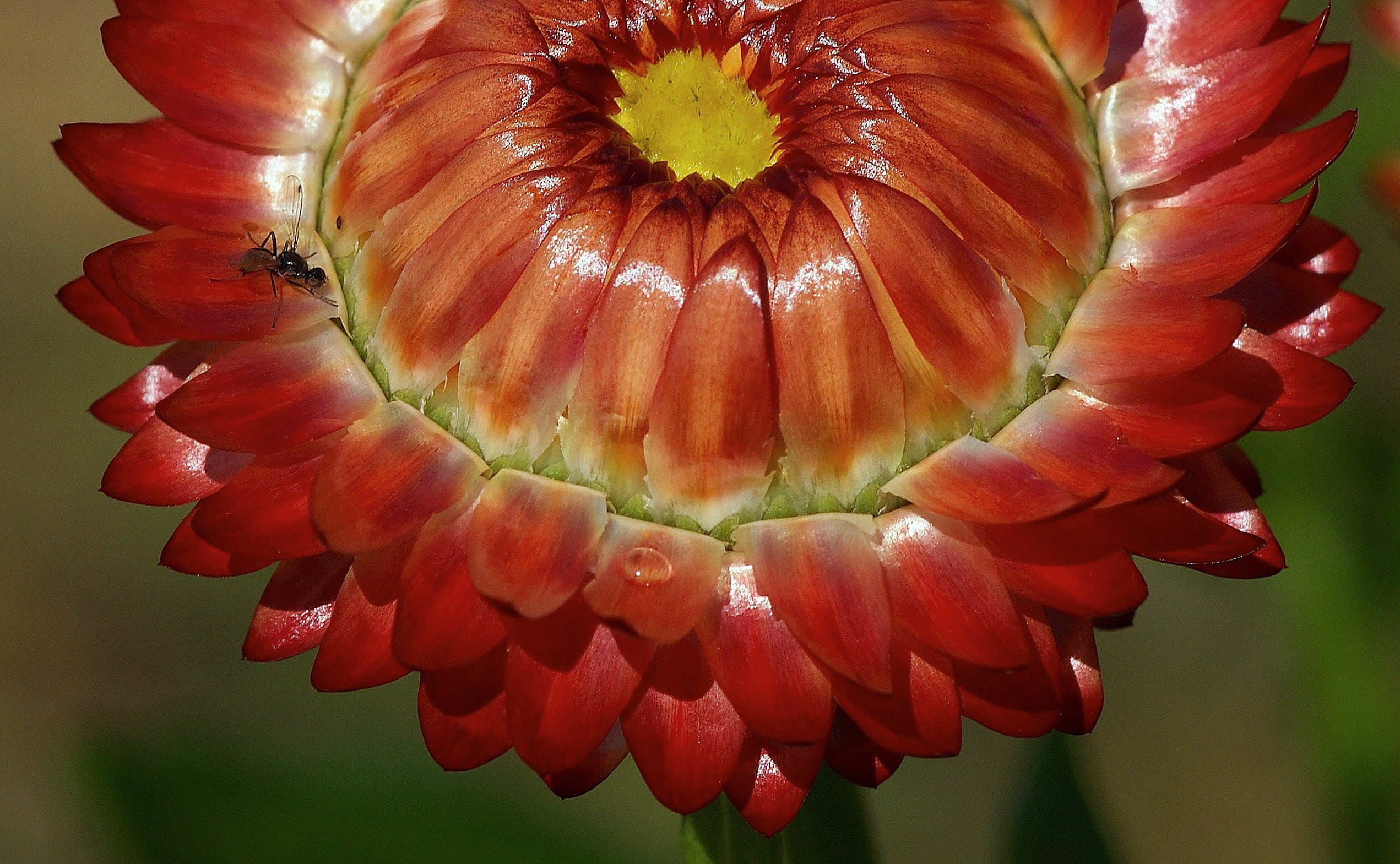 lichtspiel, petal, no people, nature, beauty in nature, bright, sepal, structure, day, outdoors, summer, flower, growth, focus on foreground, flora, botany, HD Wallpaper