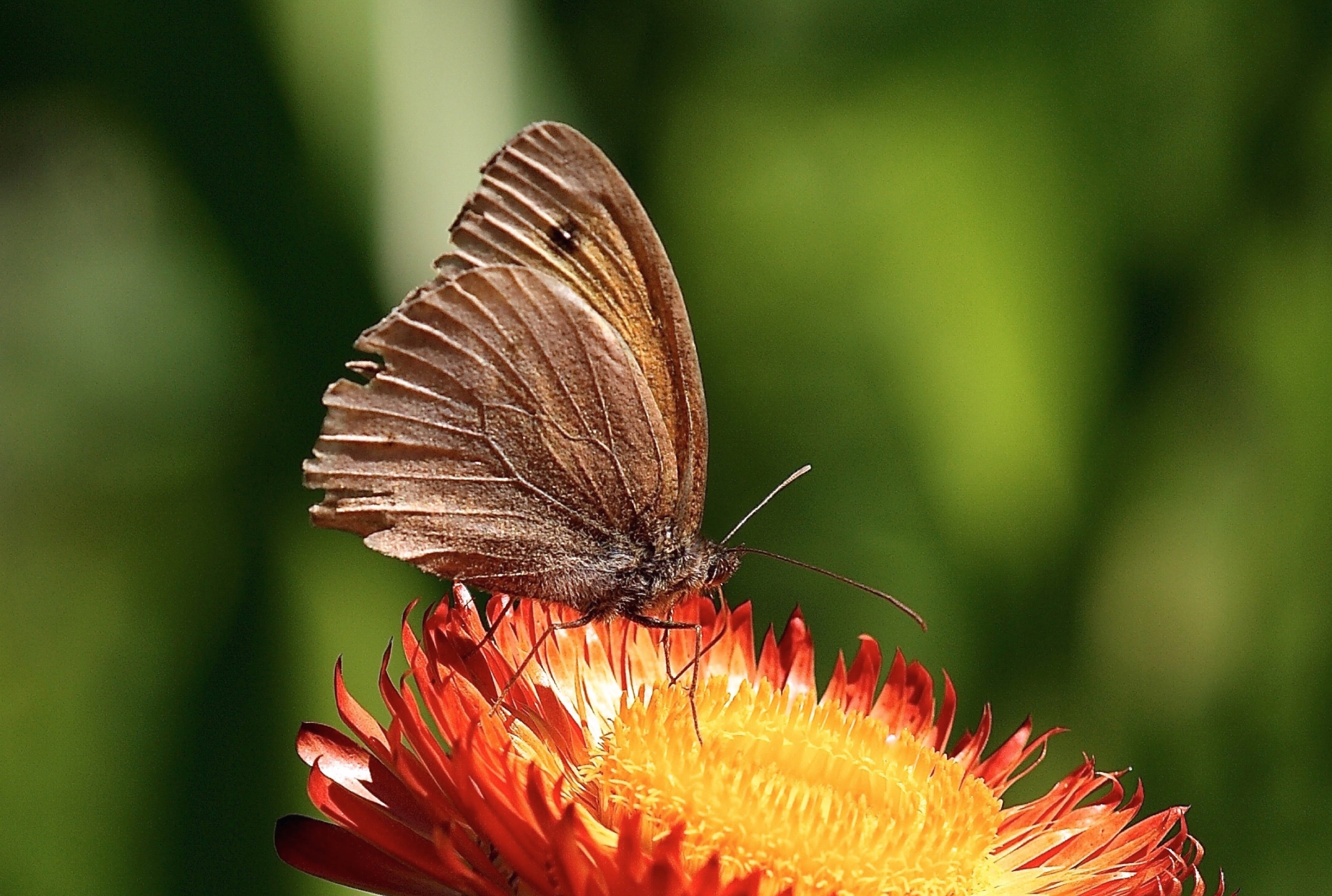colorful, garden, flower, close-up, animal themes, butterfly, fragility, beautiful, butterflies, structure, dry, animal wing, close, orange, outdoors, bright, HD Wallpaper
