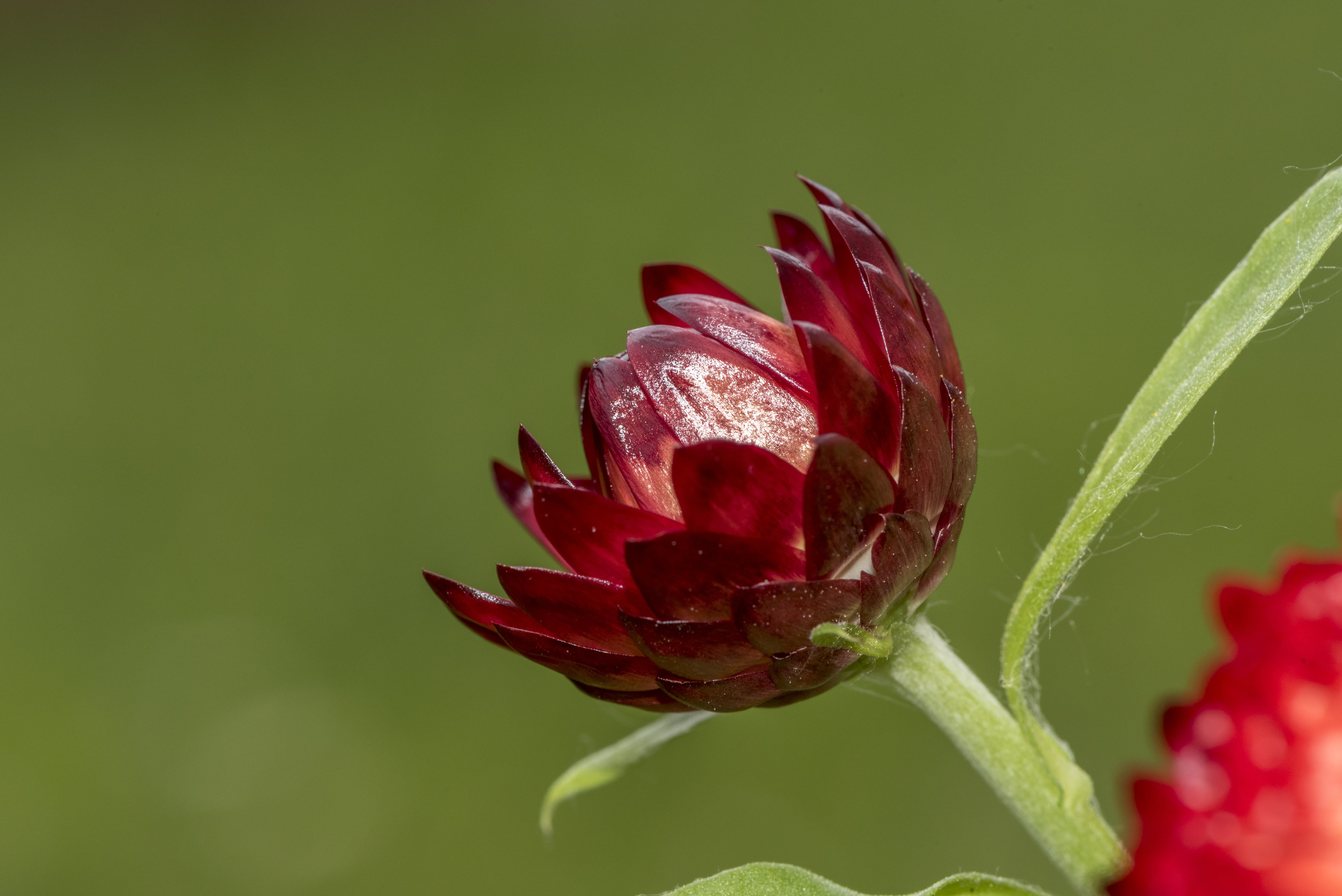 petal, beauty in nature, red, golden, flowering plant, out, close-up, romantic, forever, blossom, vintage, vulnerability, flower head, maroon, color, sepal, HD Wallpaper