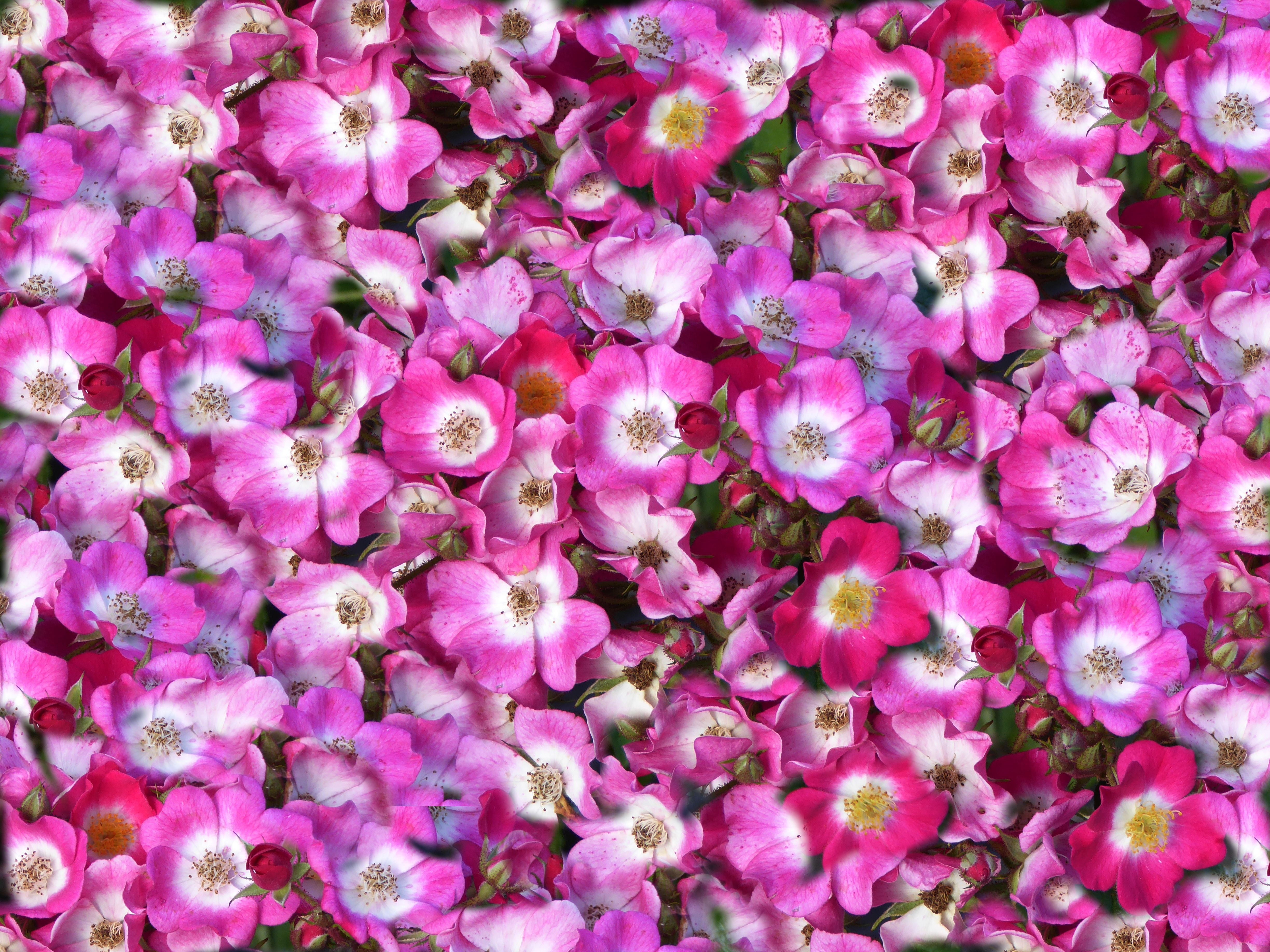 freshness, applied, petal, inflorescence, fragility, 4K, pink Color, nature, bed, flowerbed, summer, colorful, flower Head, growth, pink white, carpet of flowers, HD Wallpaper