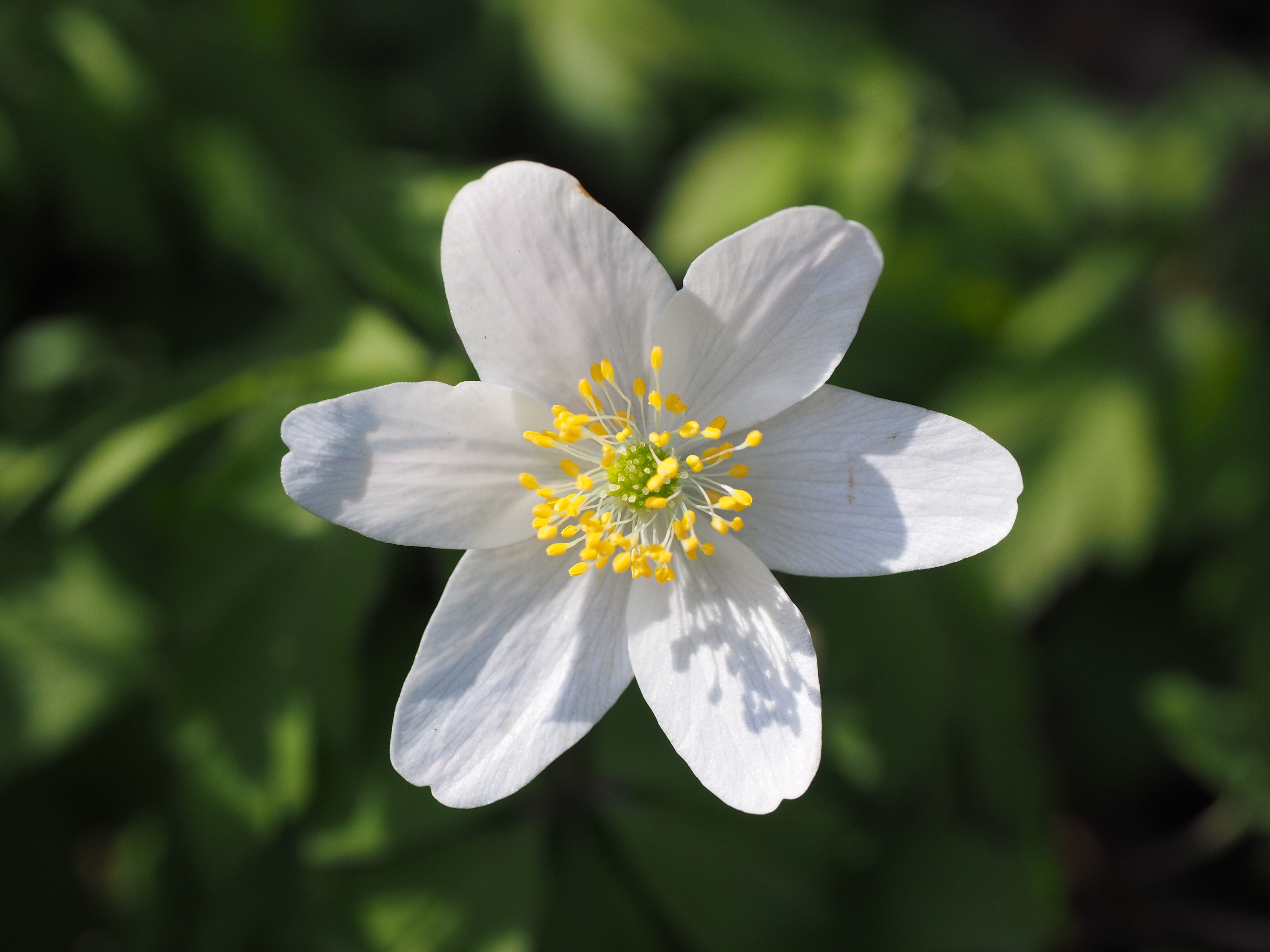 blossom, luck, ranunculaceae, vulnerability, witte lanka, flower head, no people, outdoors, day, waldgloeckli, freshness, geranium flower, aeschabluomen, HD Wallpaper