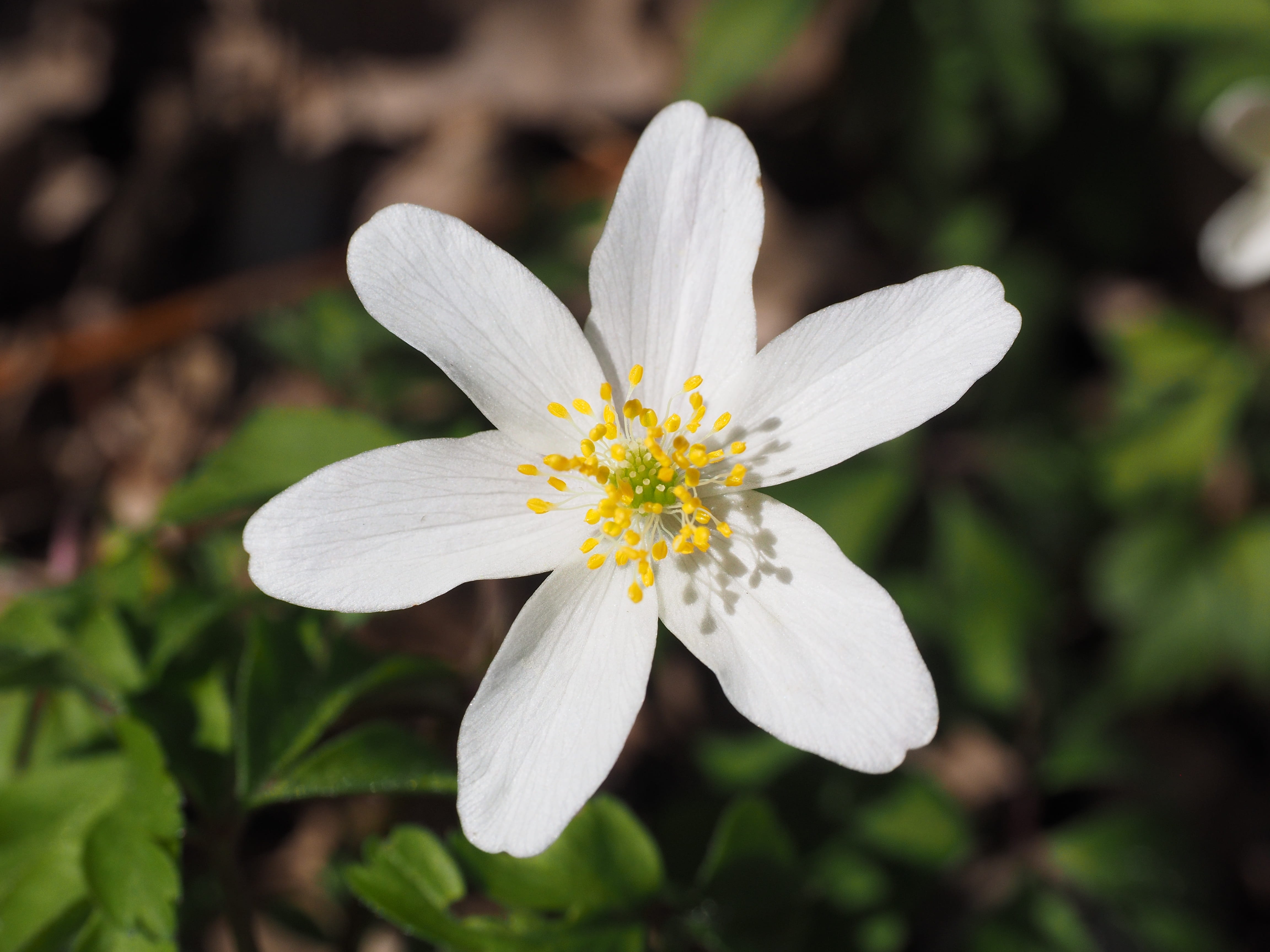 growth, close-up, merzenblume, hein anemone, white wood flower, hahnefuessel, morgendaemmcher, white, spring, beauty in nature, geiss floral, weissaeugel, HD Wallpaper