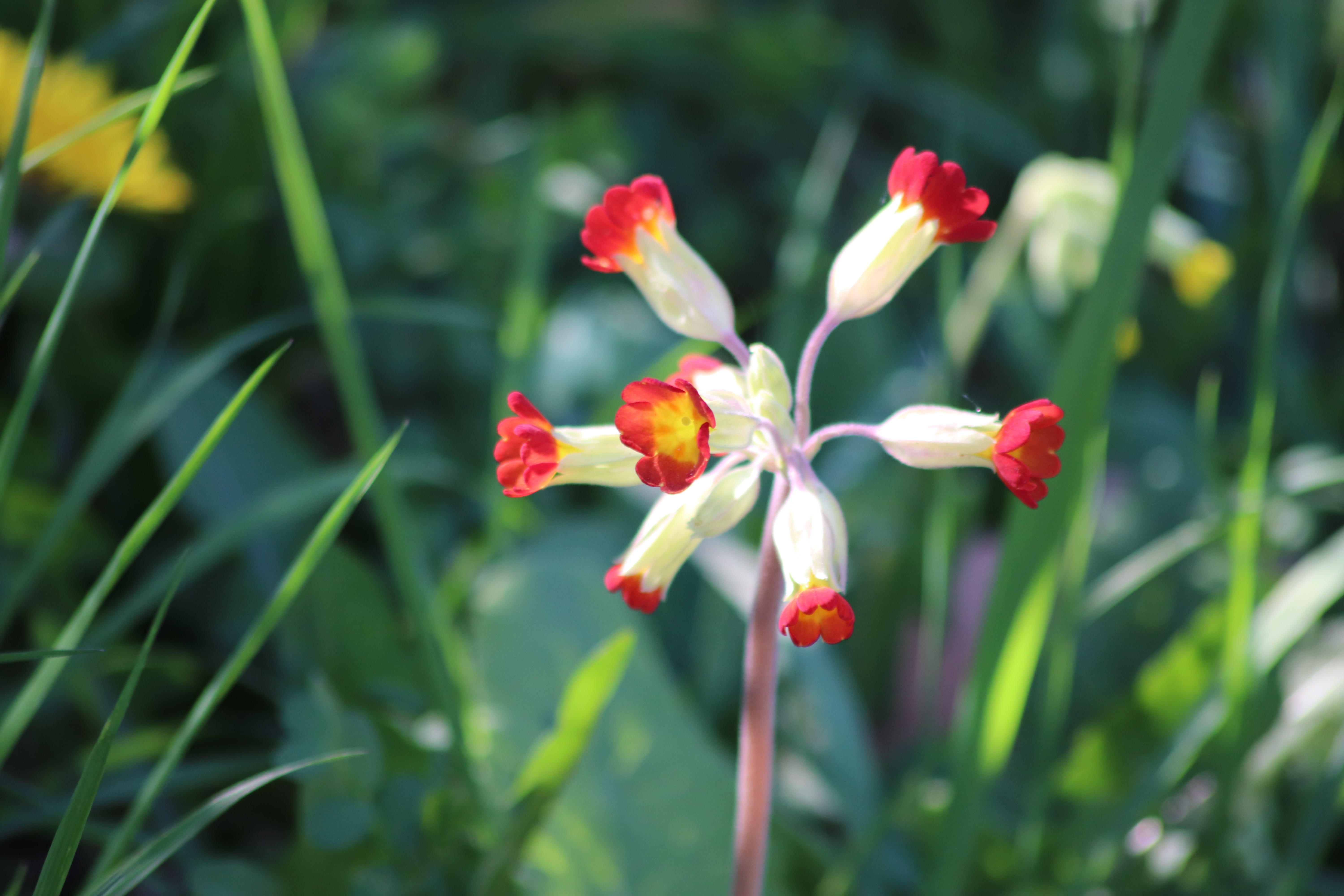 beauty in nature, red, primula officinalis red, selective focus, plants, no people, focus on foreground, fragility, flower head, freshness, plant stem, HD Wallpaper